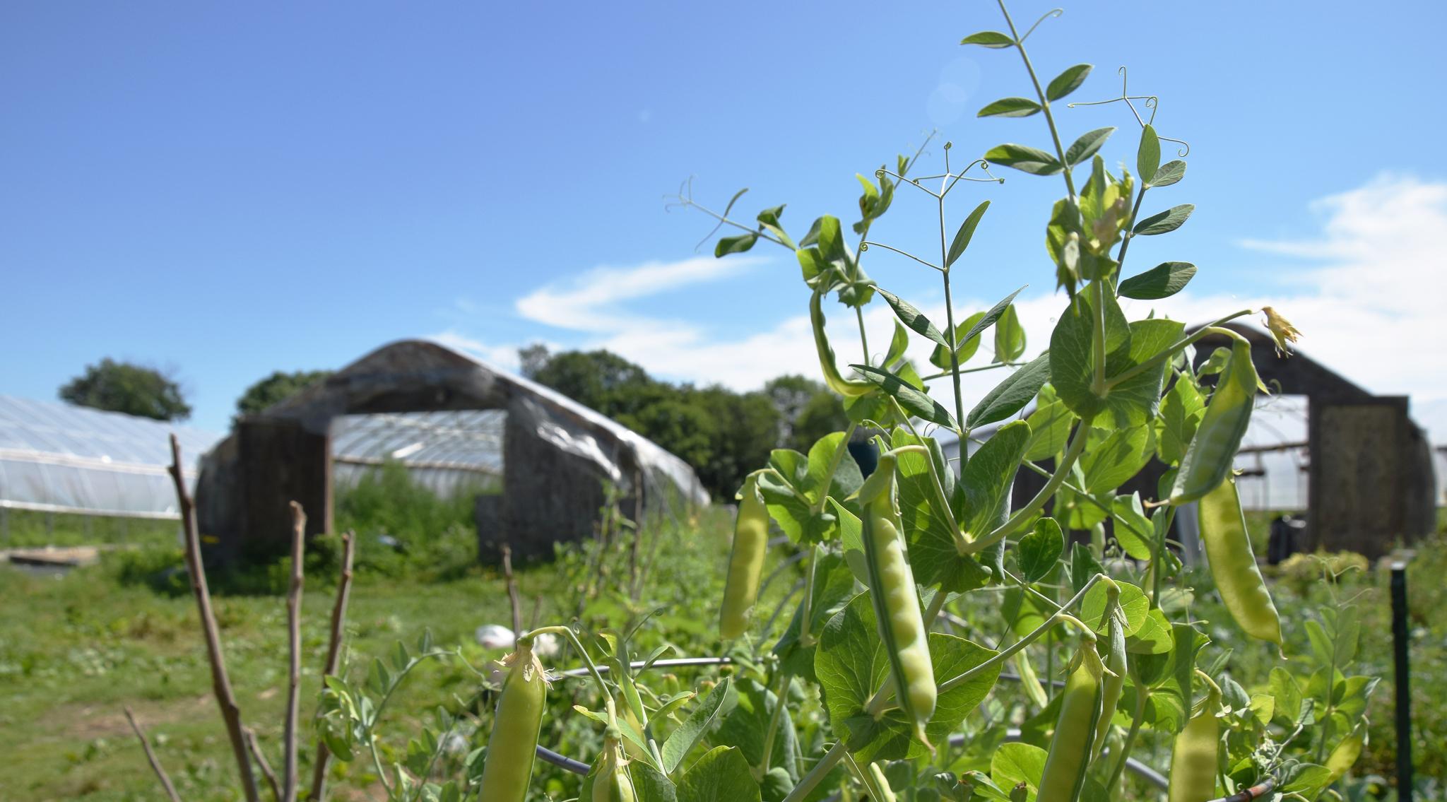 A vine of peas is in the foreground and hoop houses set against a blue sky are in the background.