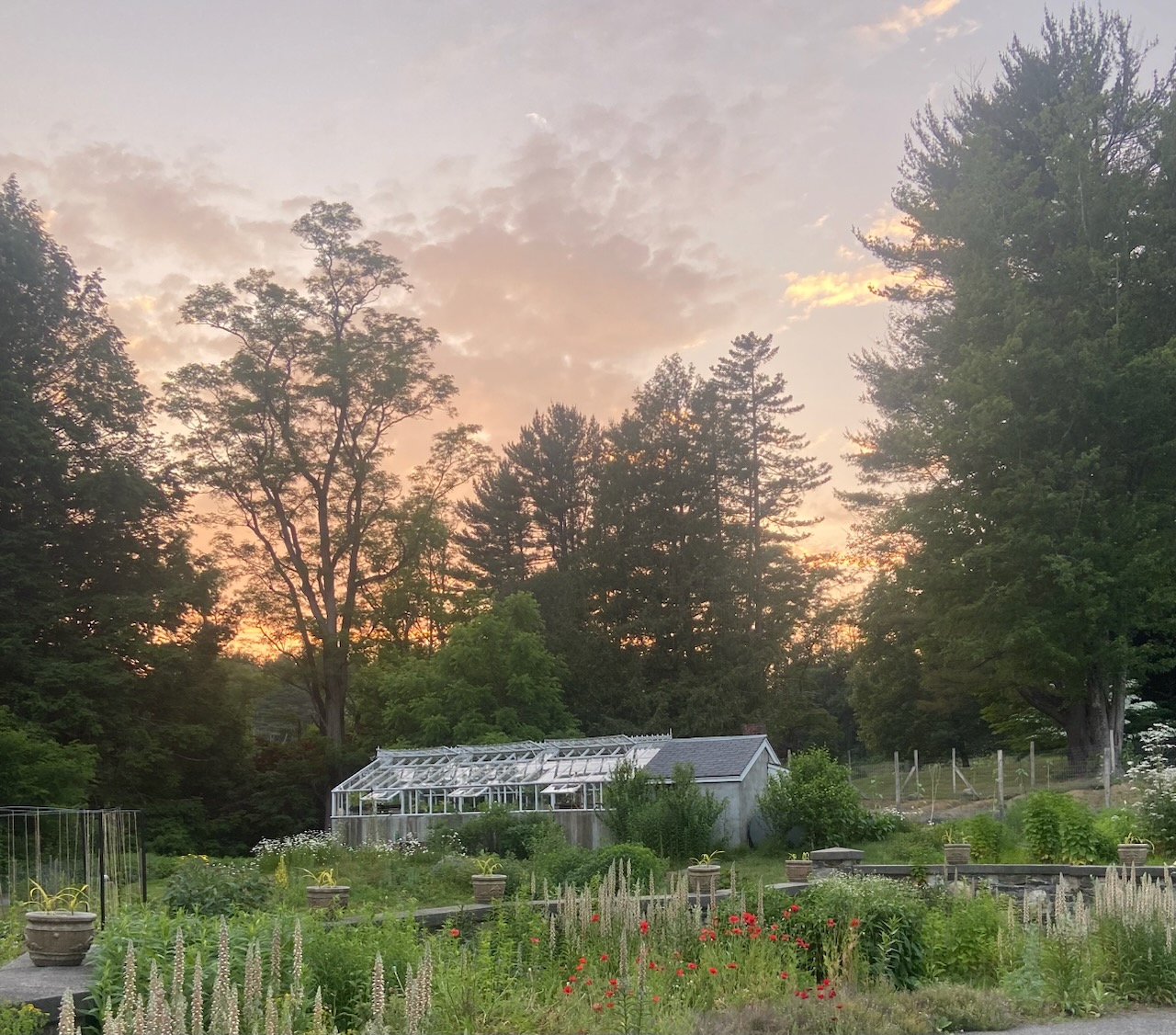 Chantry Farm greenhouse