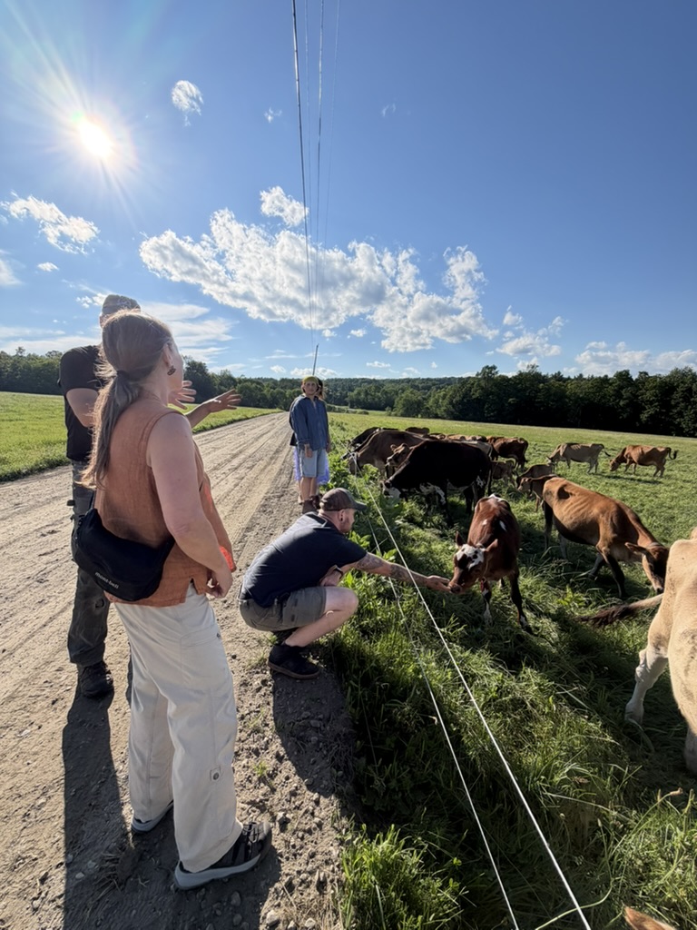 Land Together Learning Network participants are shown admiring the cows at Kiss the Cow Farm on a sunny midsummer day