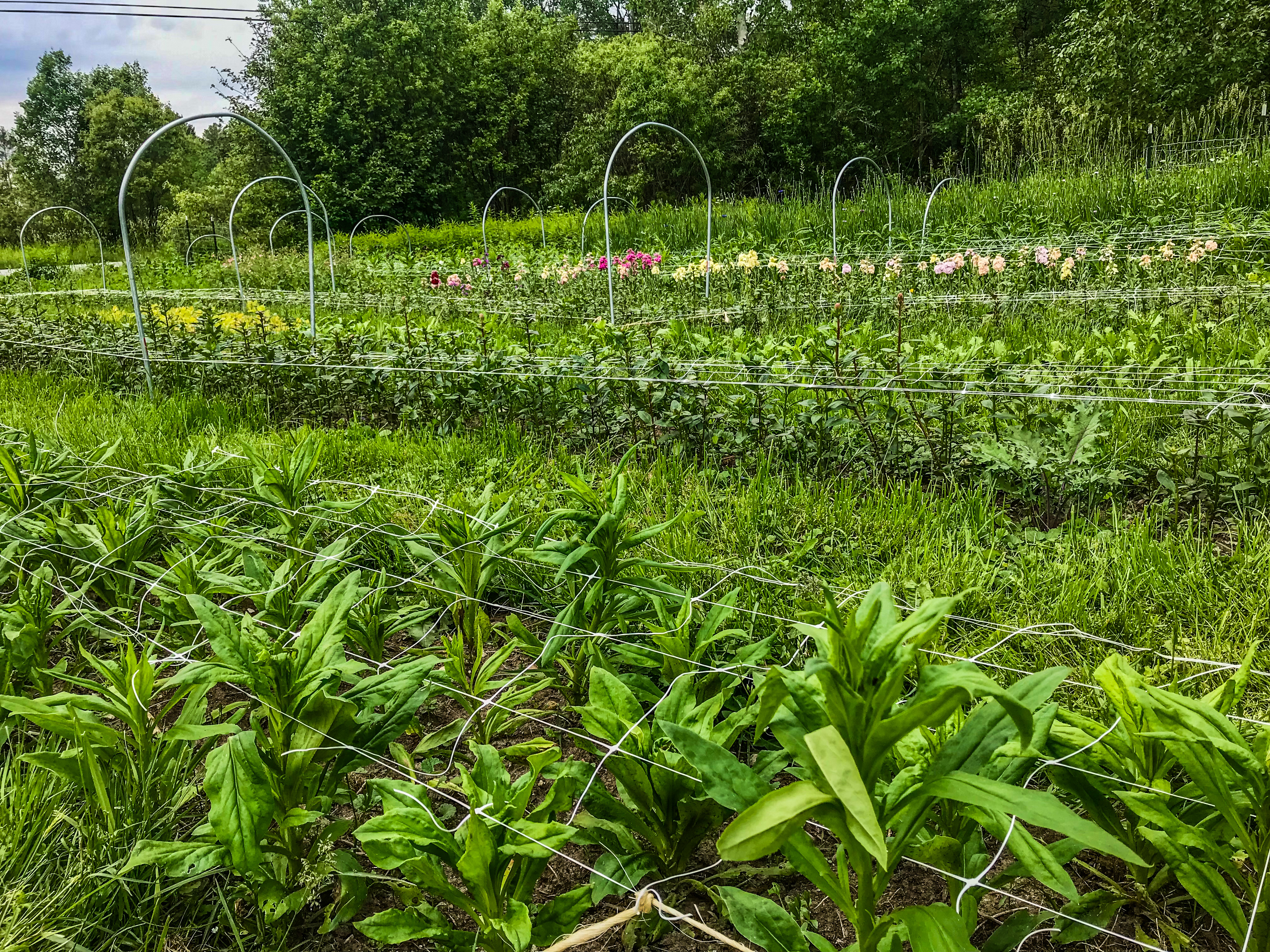 A variety of greens and flowers in the fields at Stone's Throw Farmstead