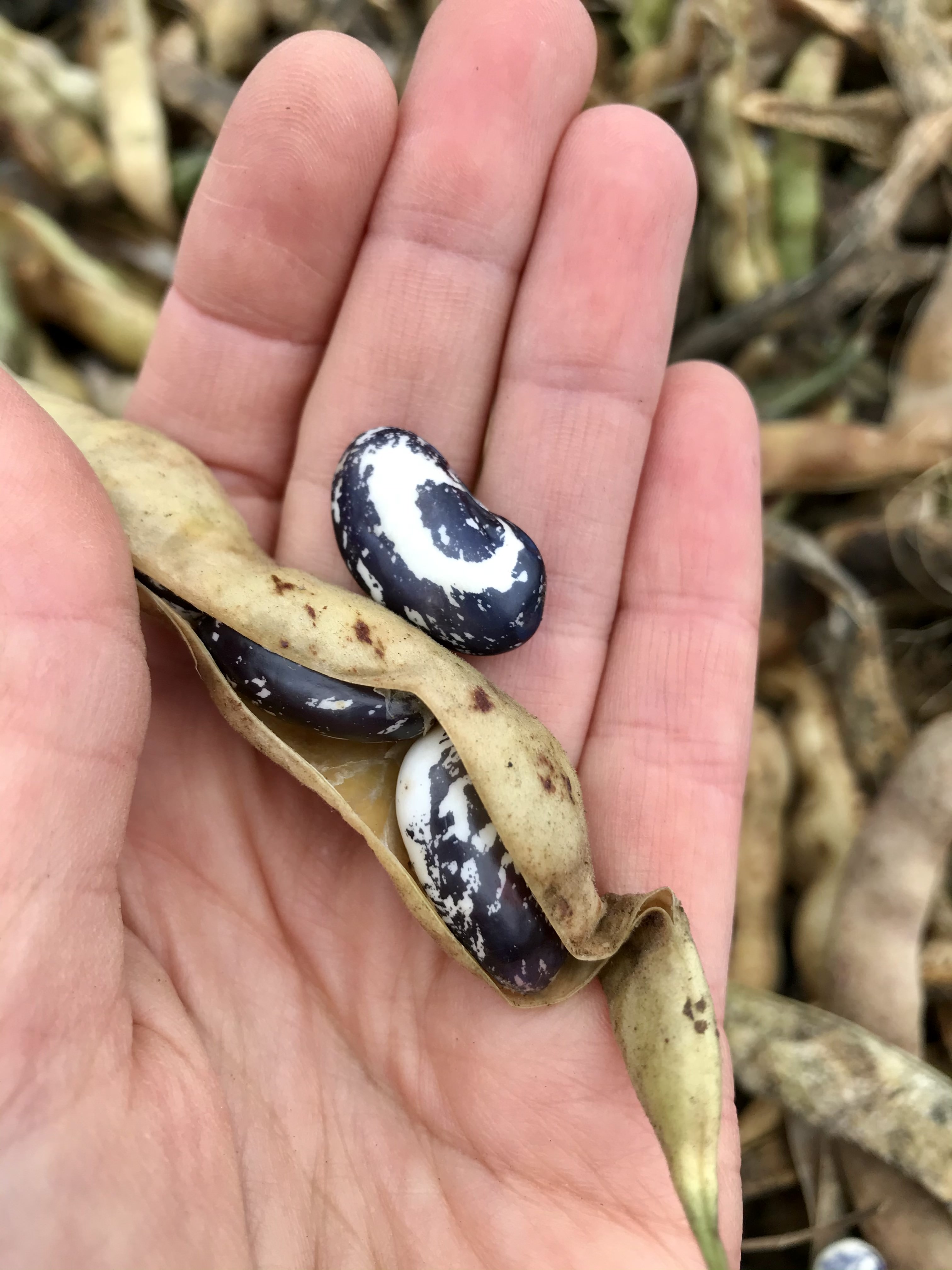 A hand holds skunk bean seeds.