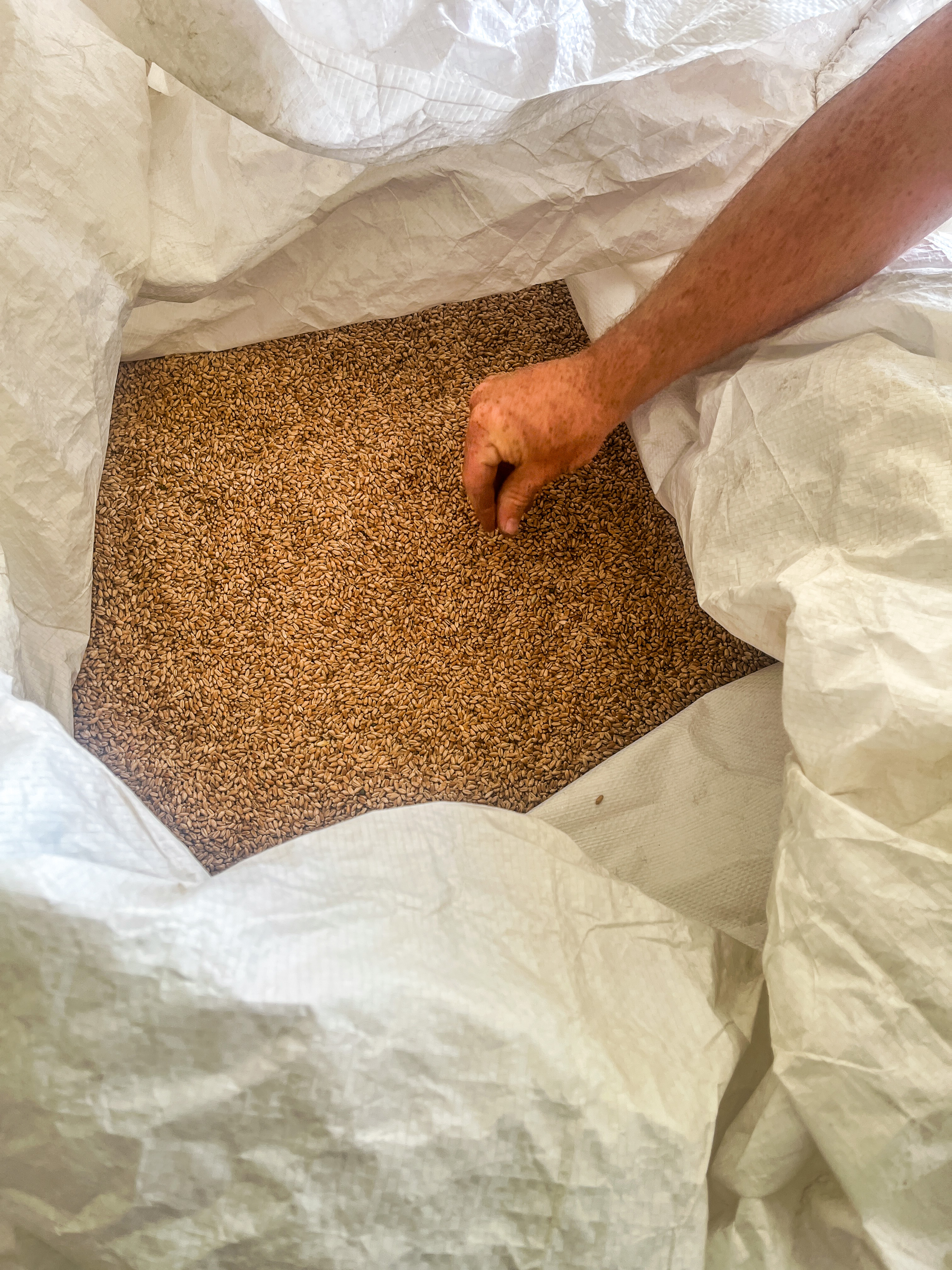 A hand reaching into a large sack of organic grain