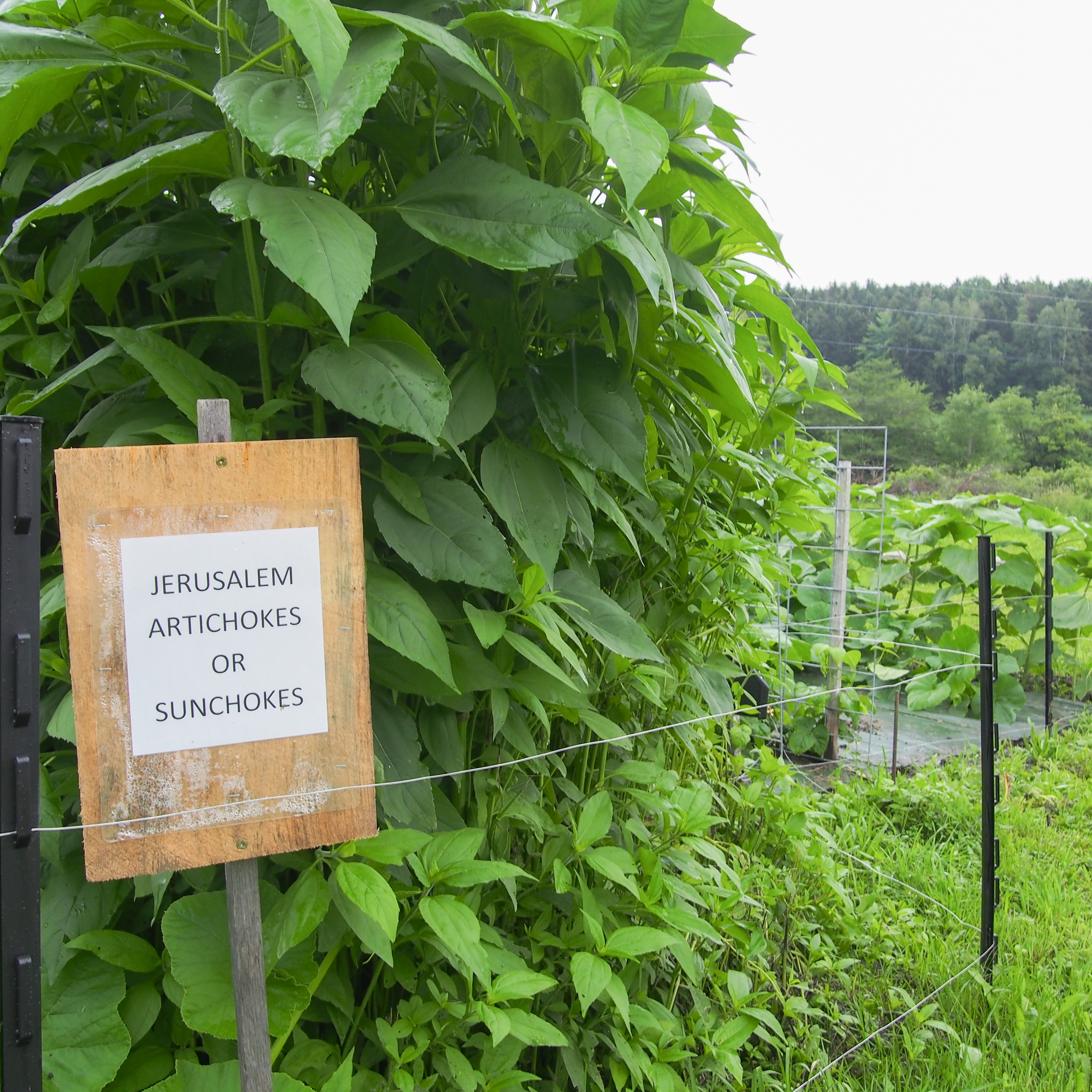 Signage at Abenaki Tribal Garden in front of Jerusalem Artichokes