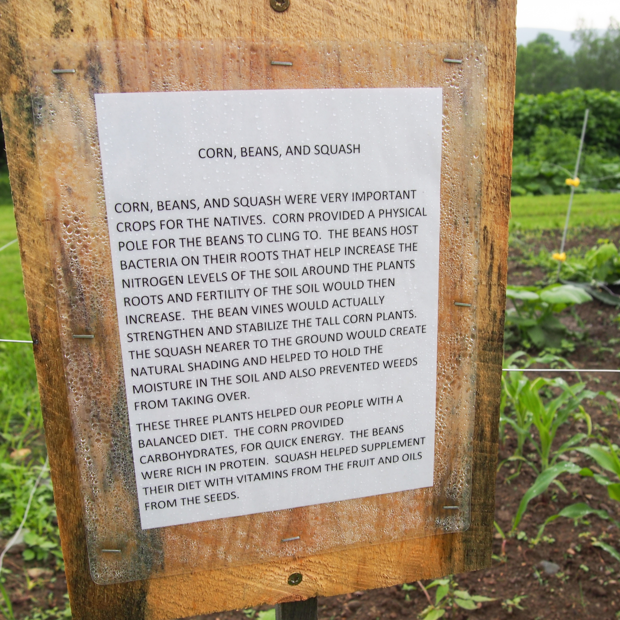 Signage at Abenaki Tribal Garden about corns, bean, and squash