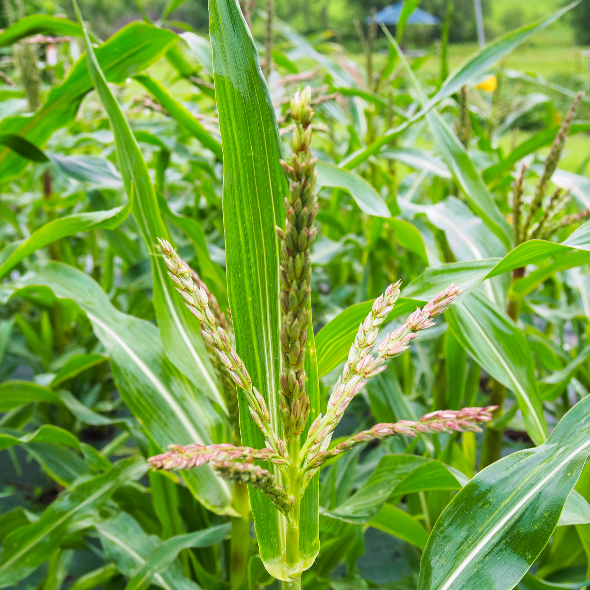 Sacred Koasek Corn