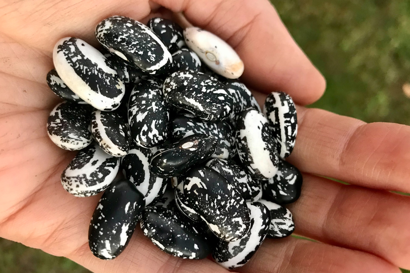a close-up of a handful of black and white Skunk Beans
