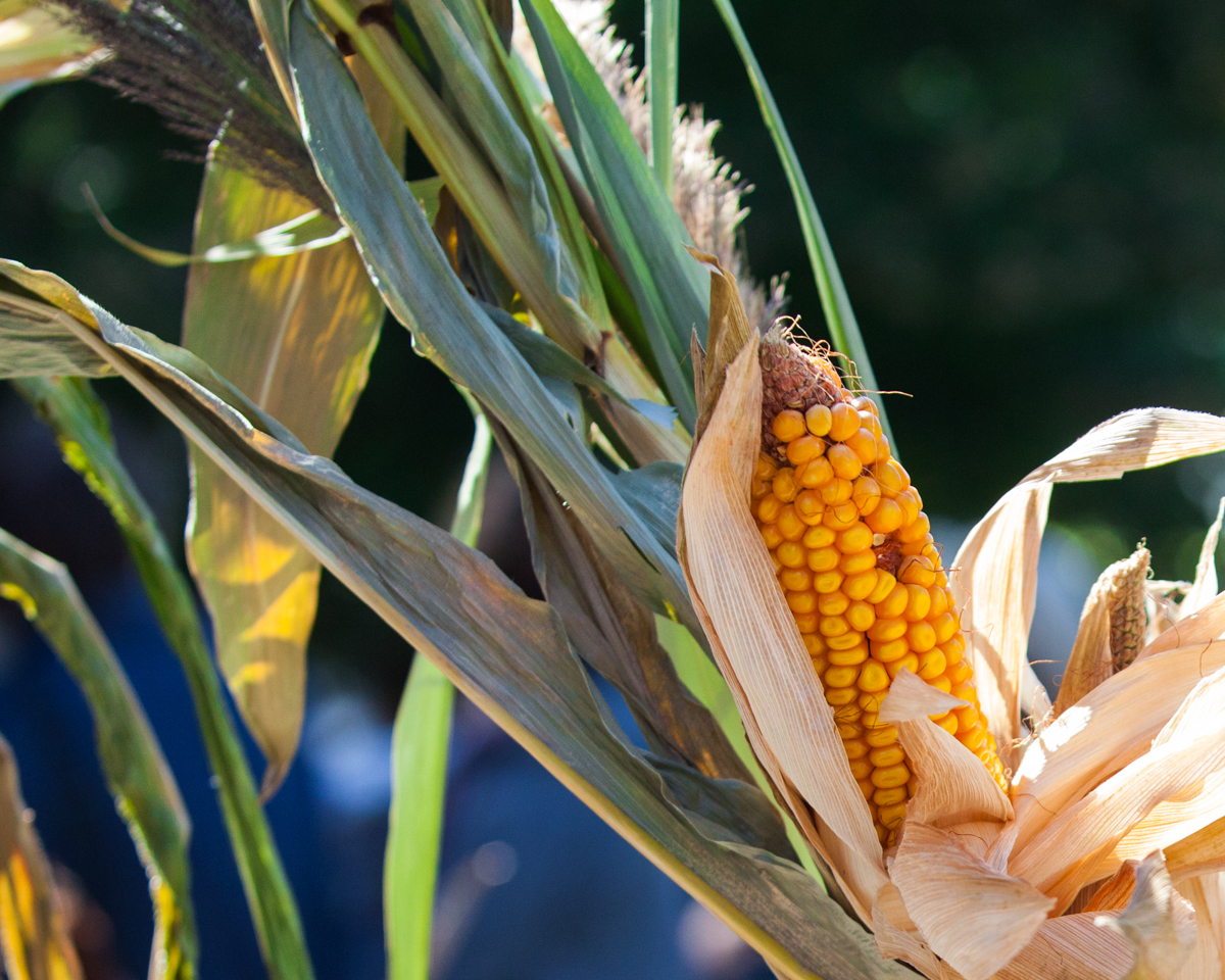 Corn stalk