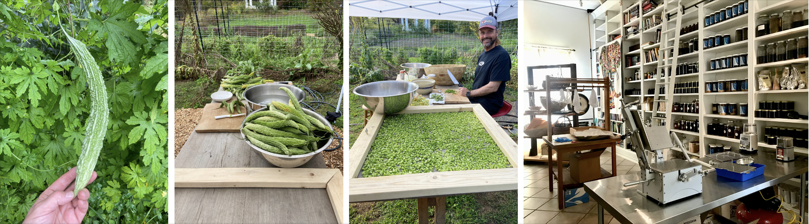Bitter melon harvest