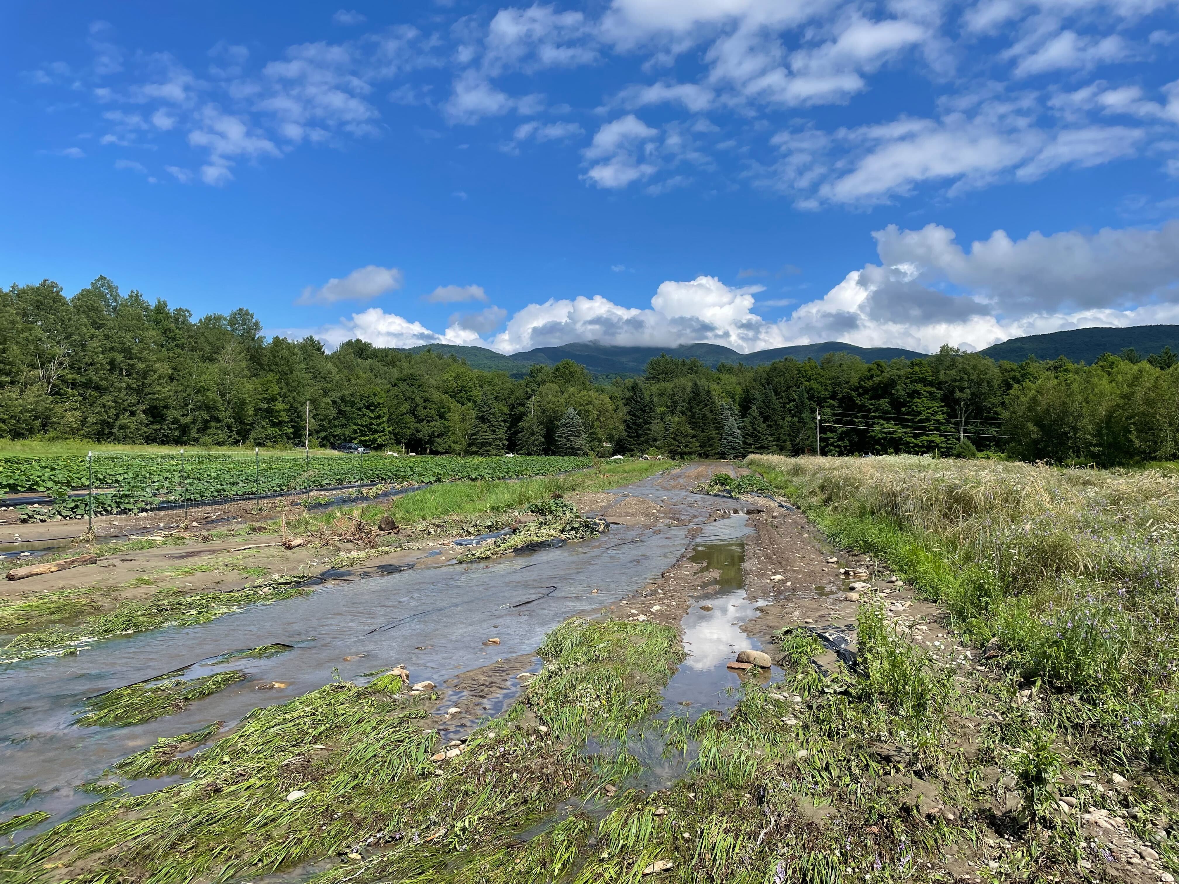Flooding in the farm fields at Bone Mountain Farm in 2024