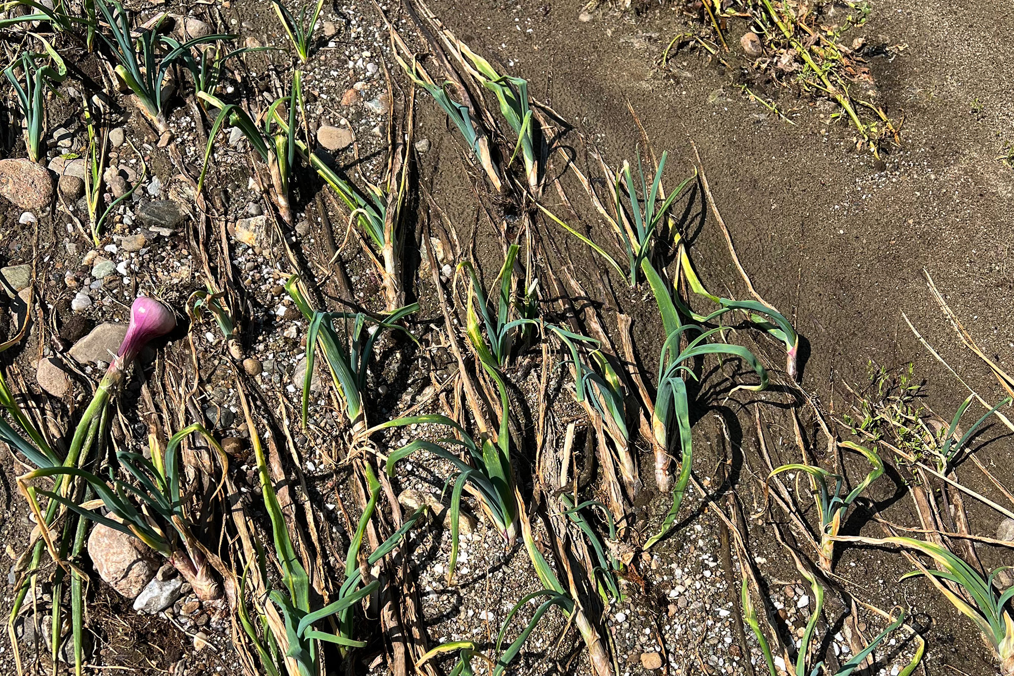 Flooded red onion crop in the farm fields at Bone Mountain Farm