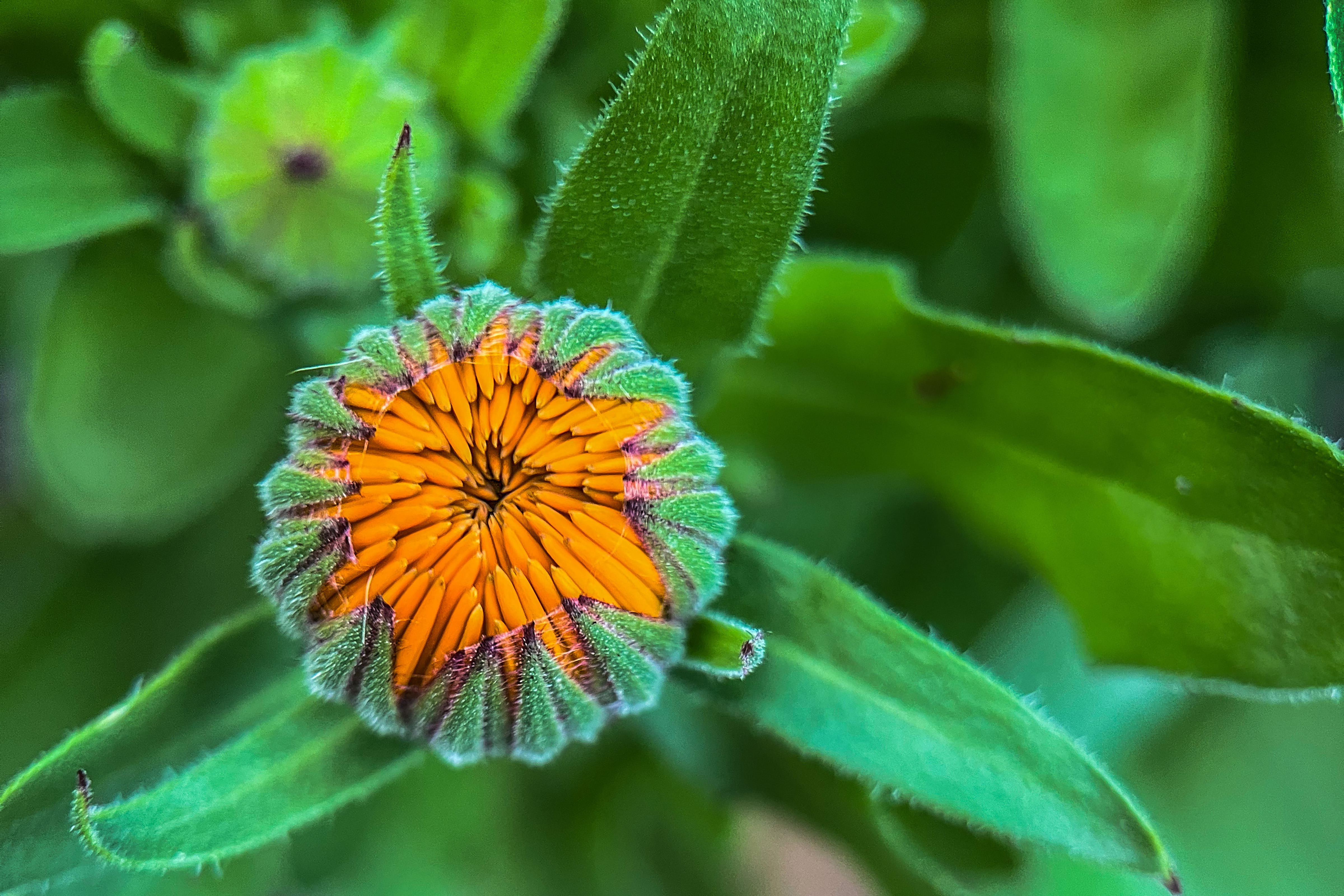 A close up of a calendula flower just beginning to open