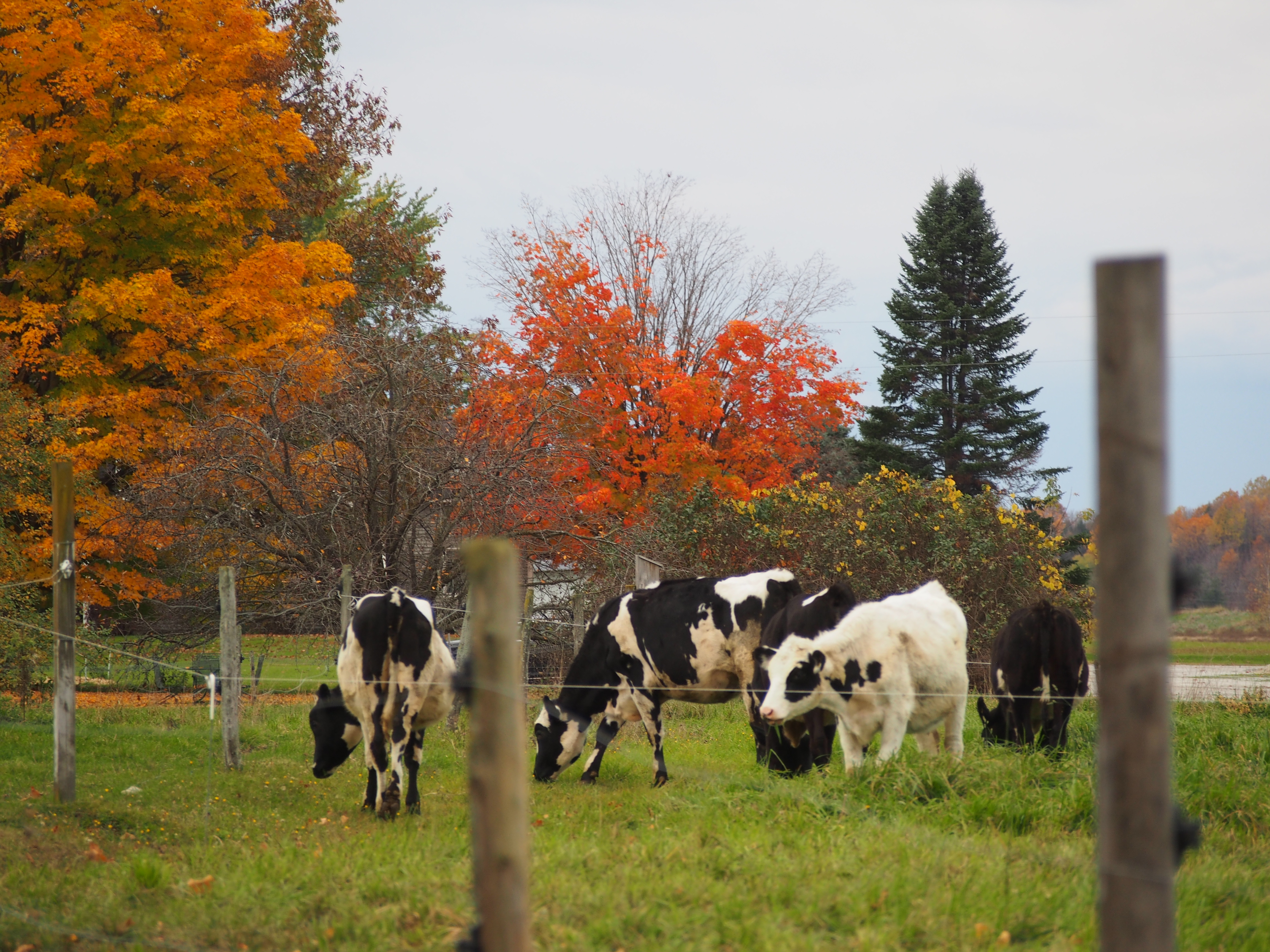 organic dairy cows grazing on pasture with fall foliage surrounding the pasture at Choiniere Family Farm