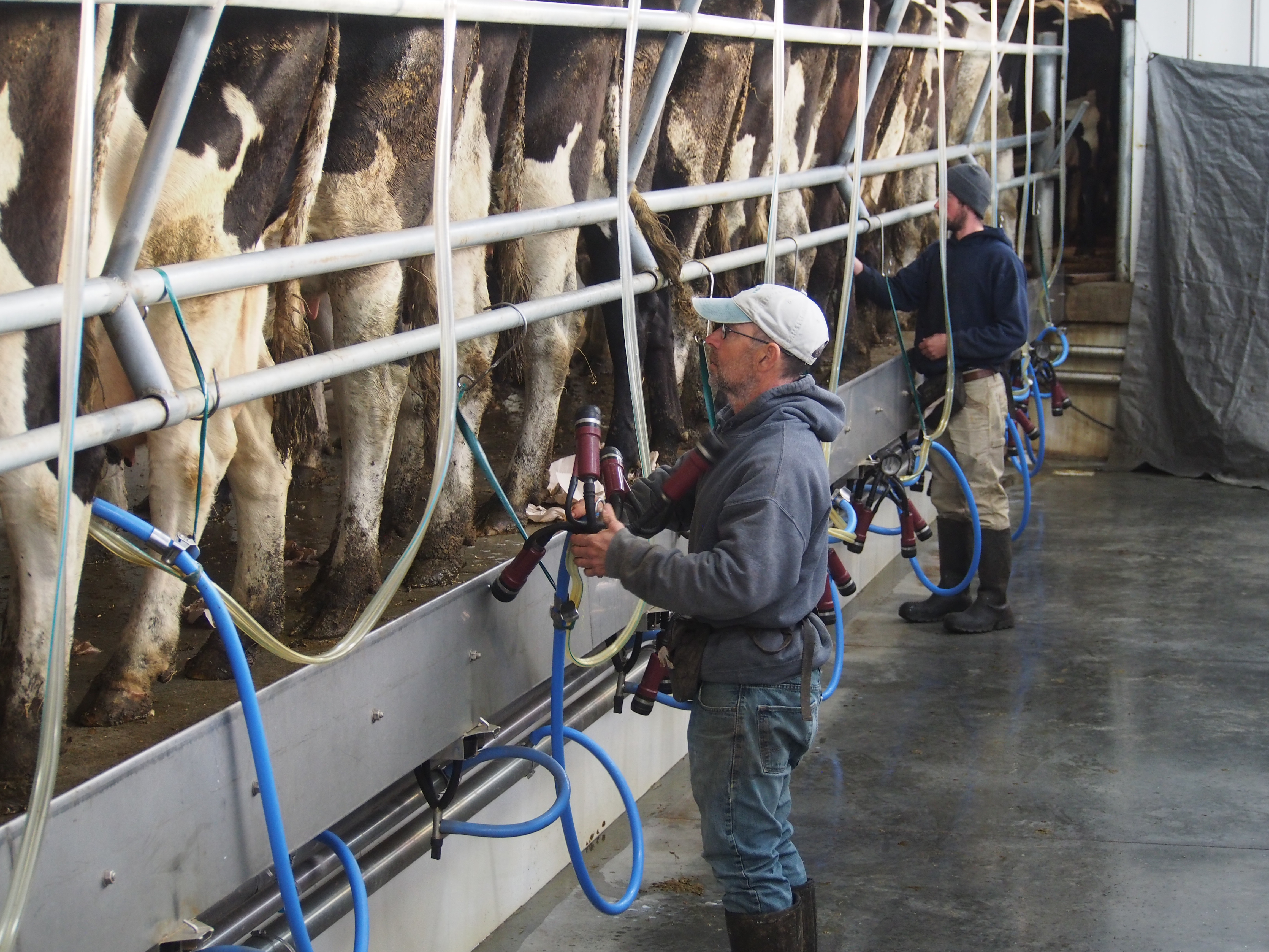 organic dairy cows being milked at Choiniere Family Farm in Highgate Center, VT