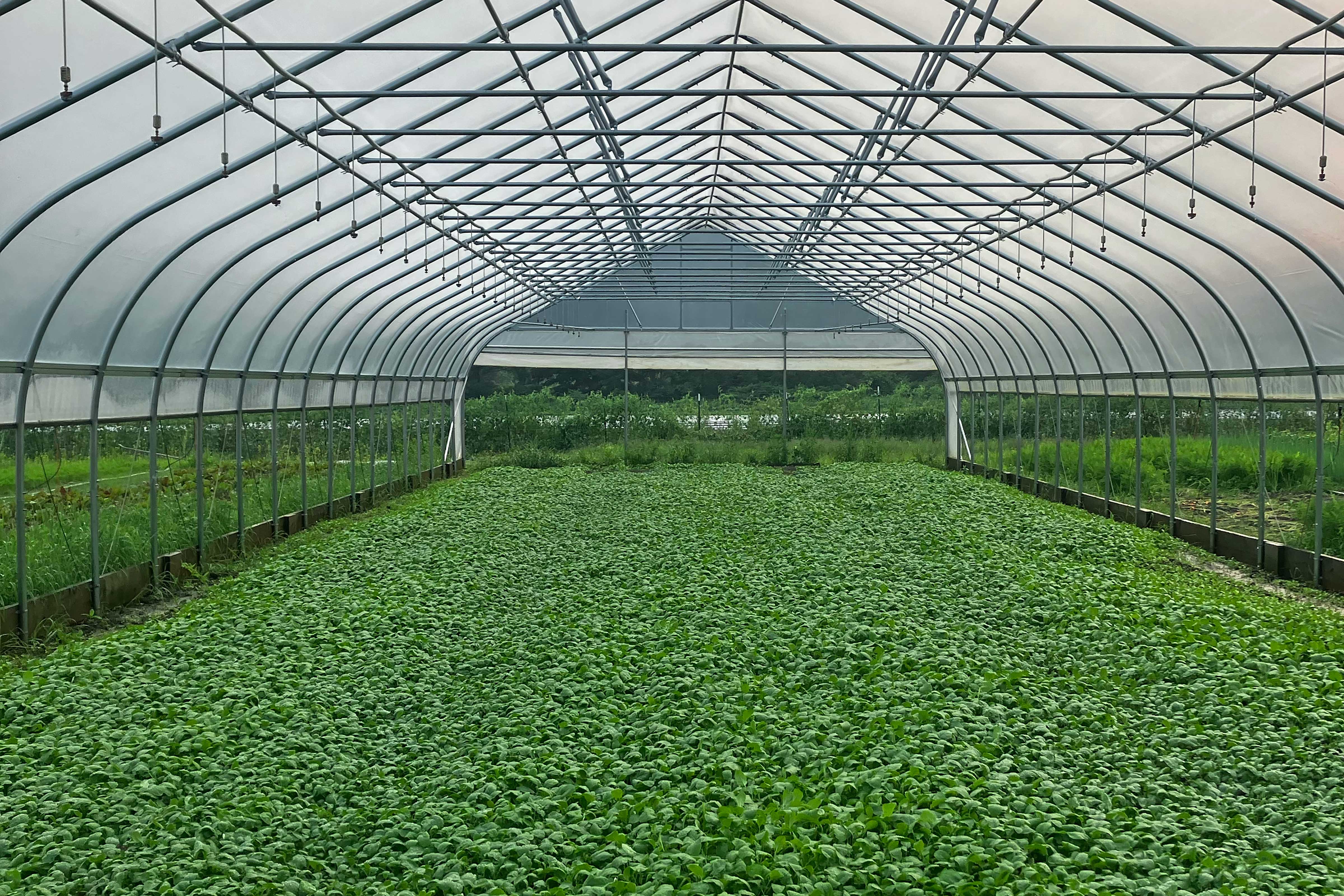 mustard cover crop in a high tunnel at Old Road Farm