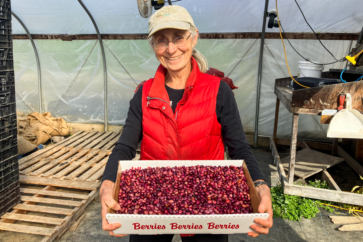 A woman stands in a greenhouse holding a flat of harvested beans