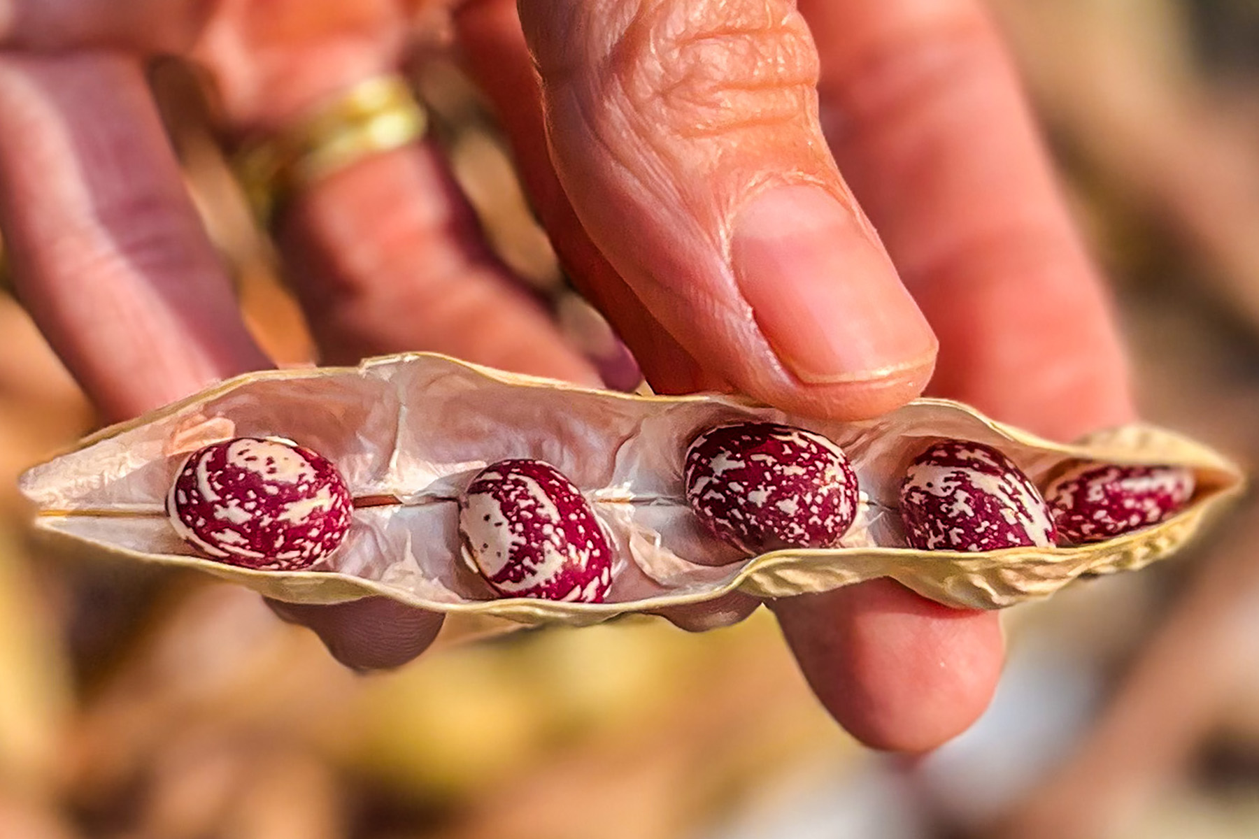 A close-up of cream and crimson speckled Good Mother Stallard bean seeds, still in their papery pod