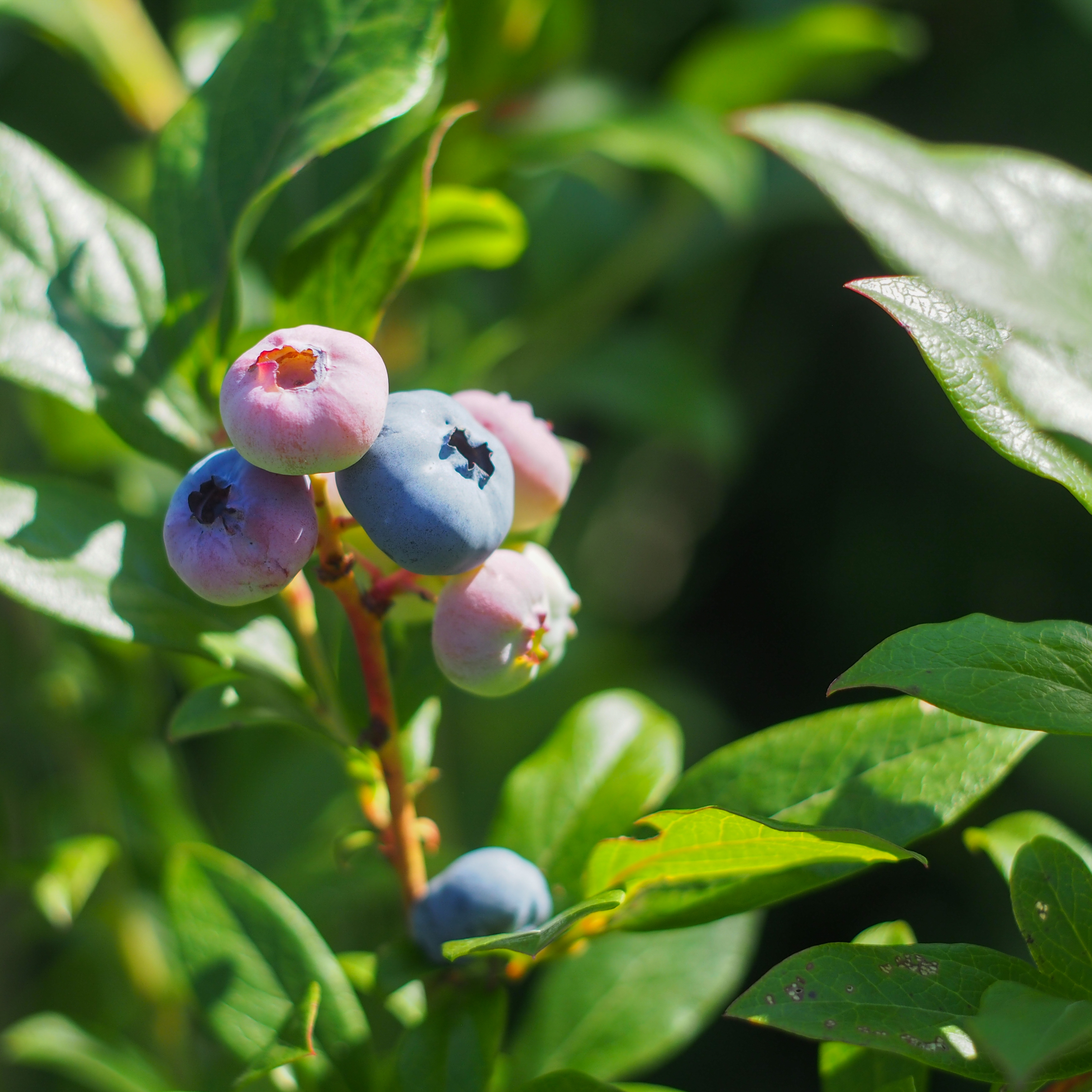 Blueberries growing at Hawthorn Meadow Farm
