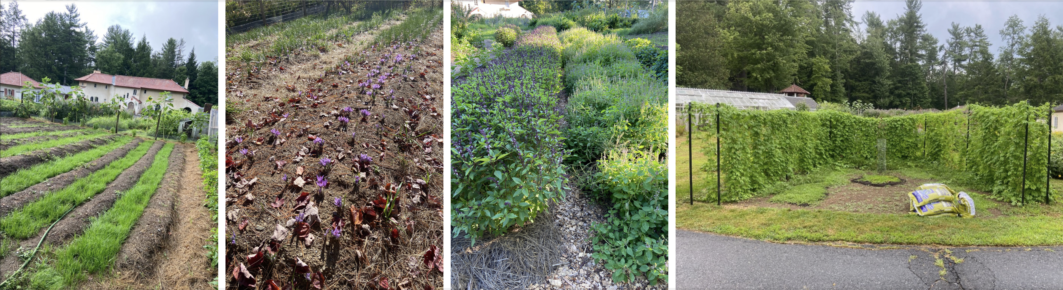 Herb growing Chantry Farm