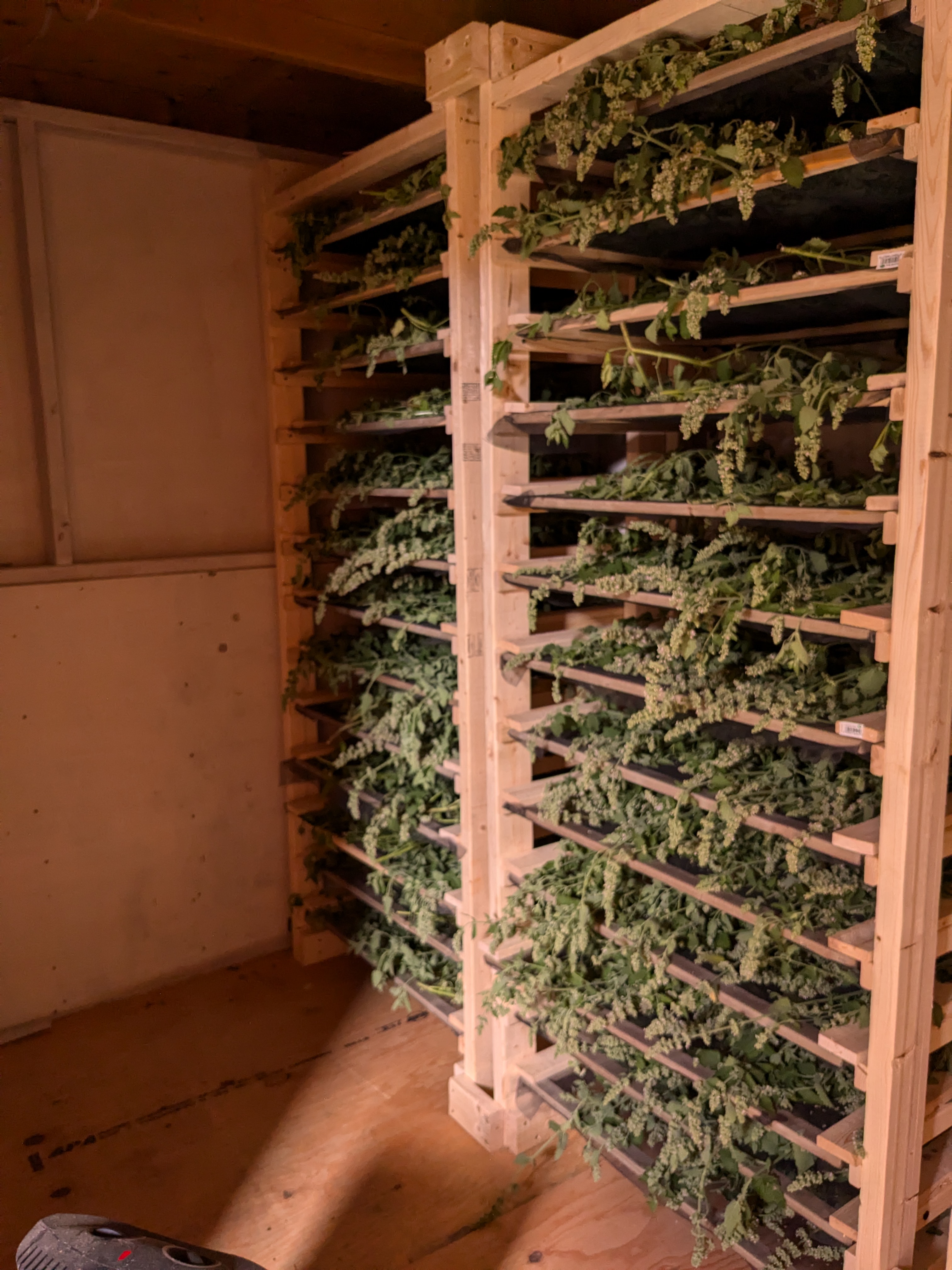 A wooden vertical drying rack filled with fresh herbs