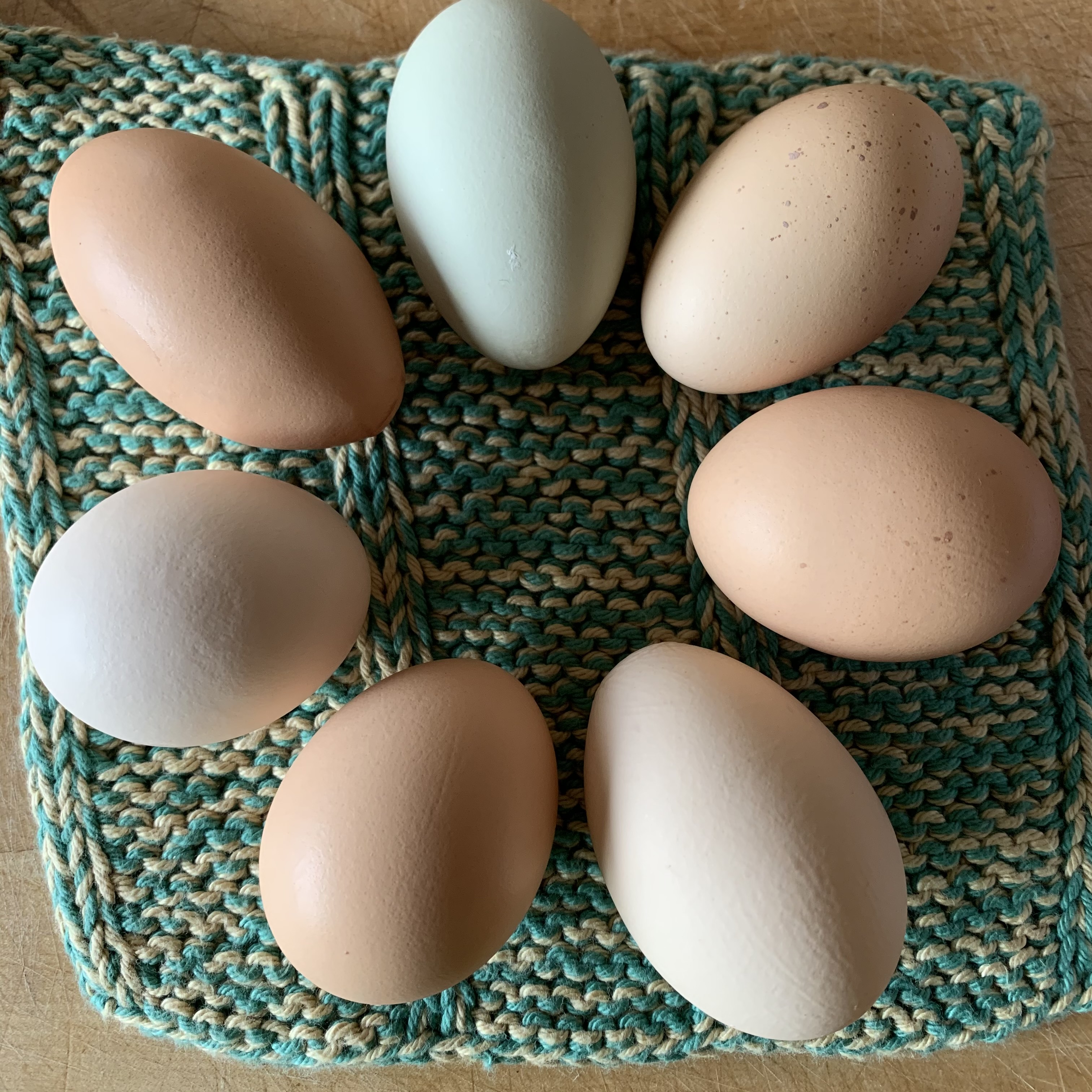 eggs