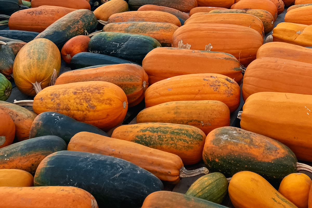 Assortment of green and orange Algonquin squash.