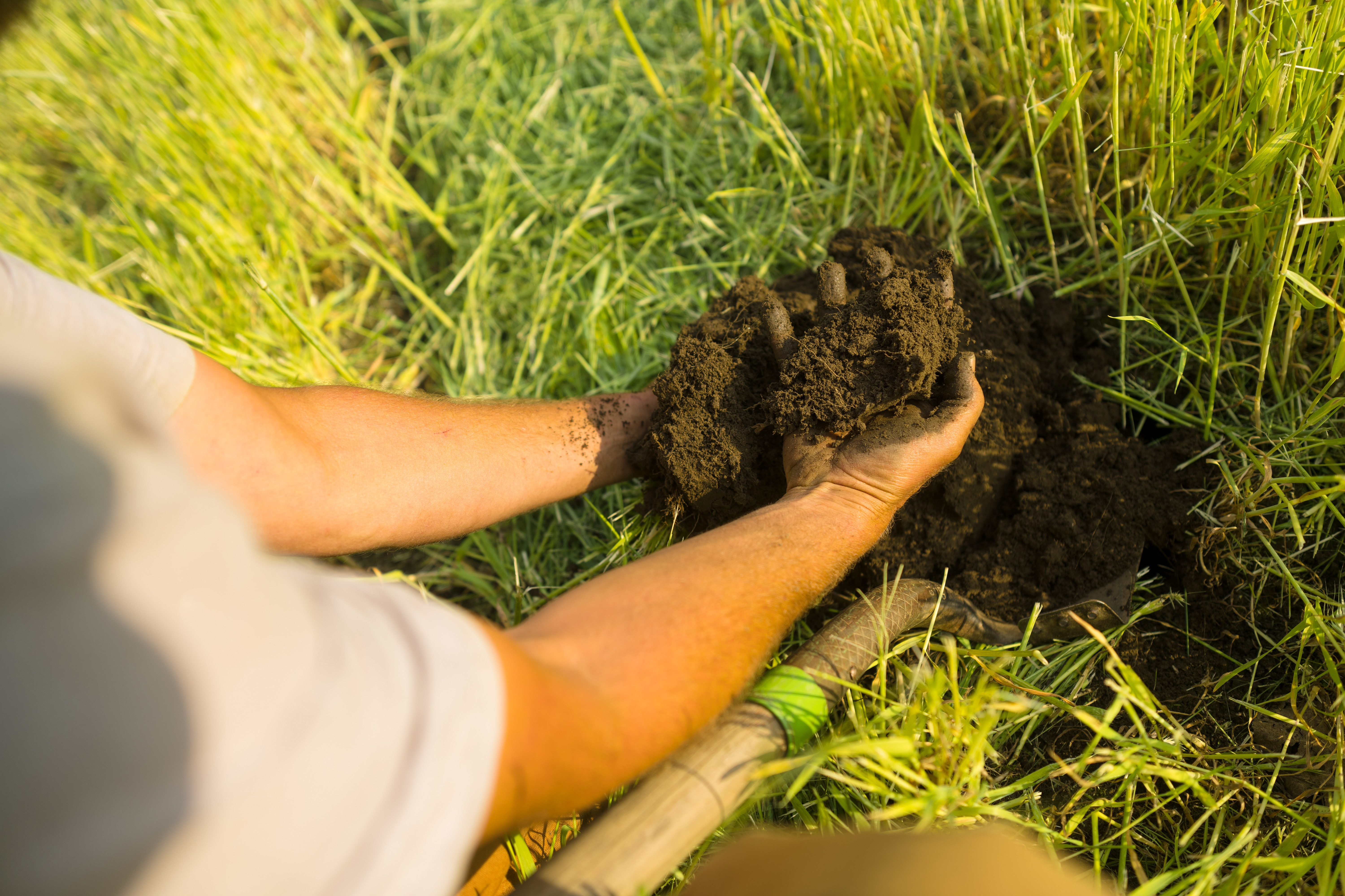A farmers hands holding a clump of freshly dug healthy soil