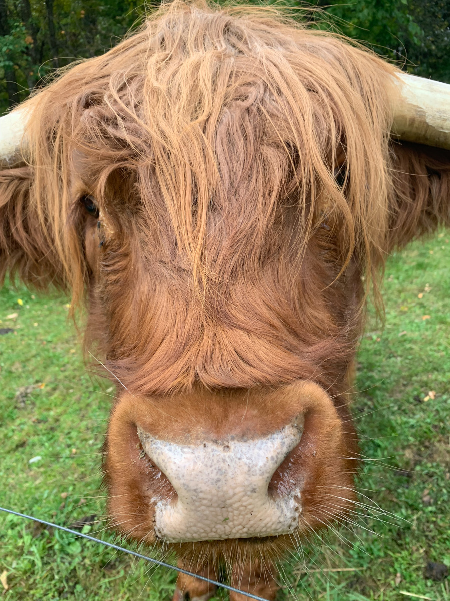 Highland cow