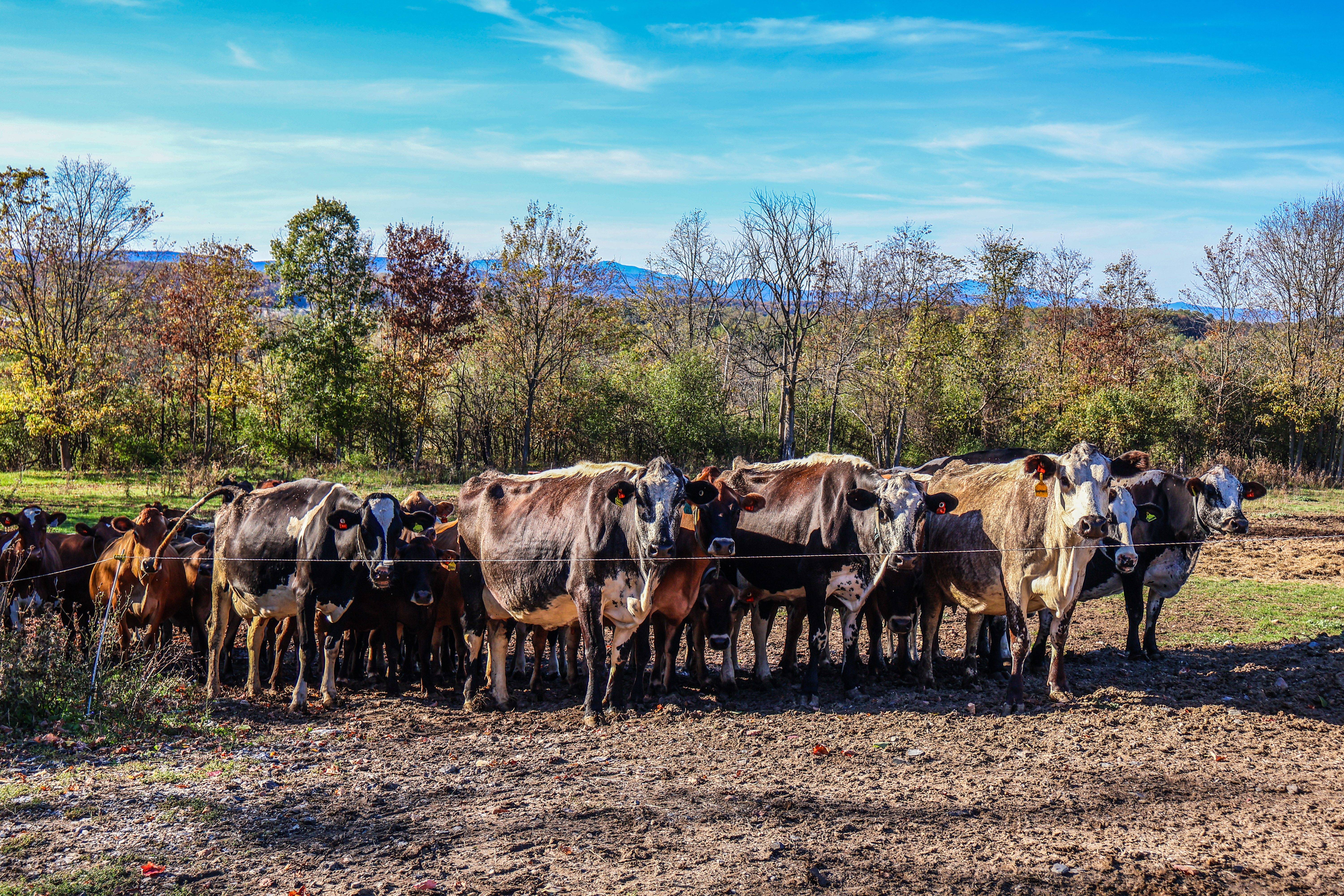 the cows from Lazy Dog Farm stand in a dryer than usual pasture 