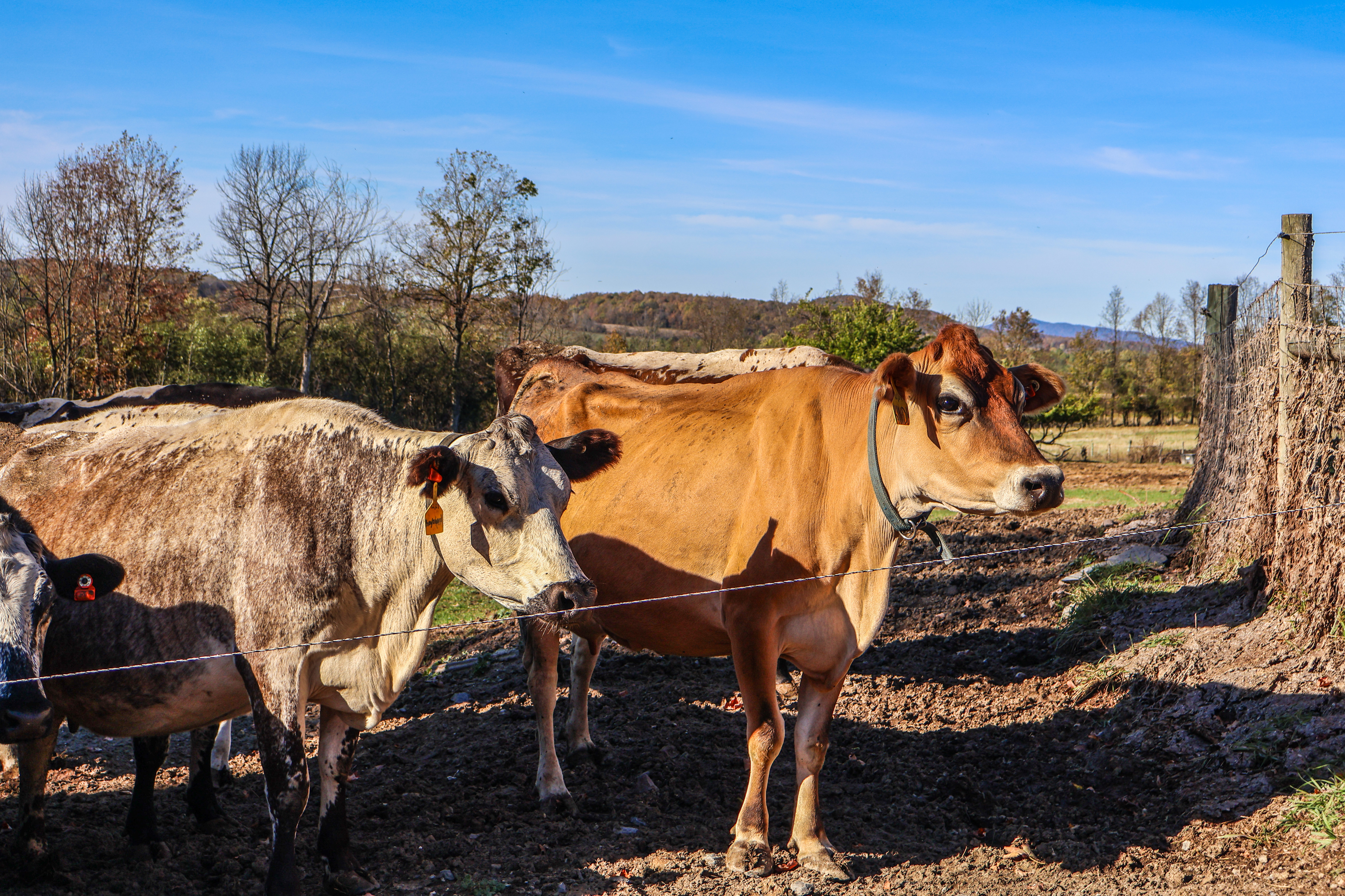 Dairy cattle at Lazy Dog Farm, a Stonyfield Organic Dairy in Orwell, await evening milking time at the edge of their pasture