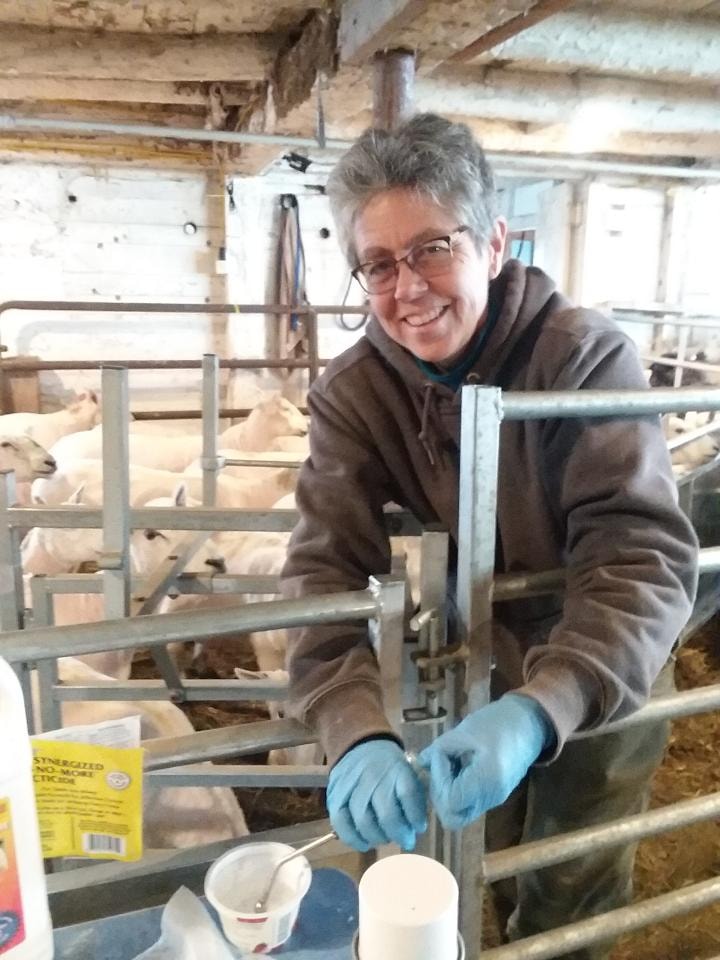 Liz shears a sheep