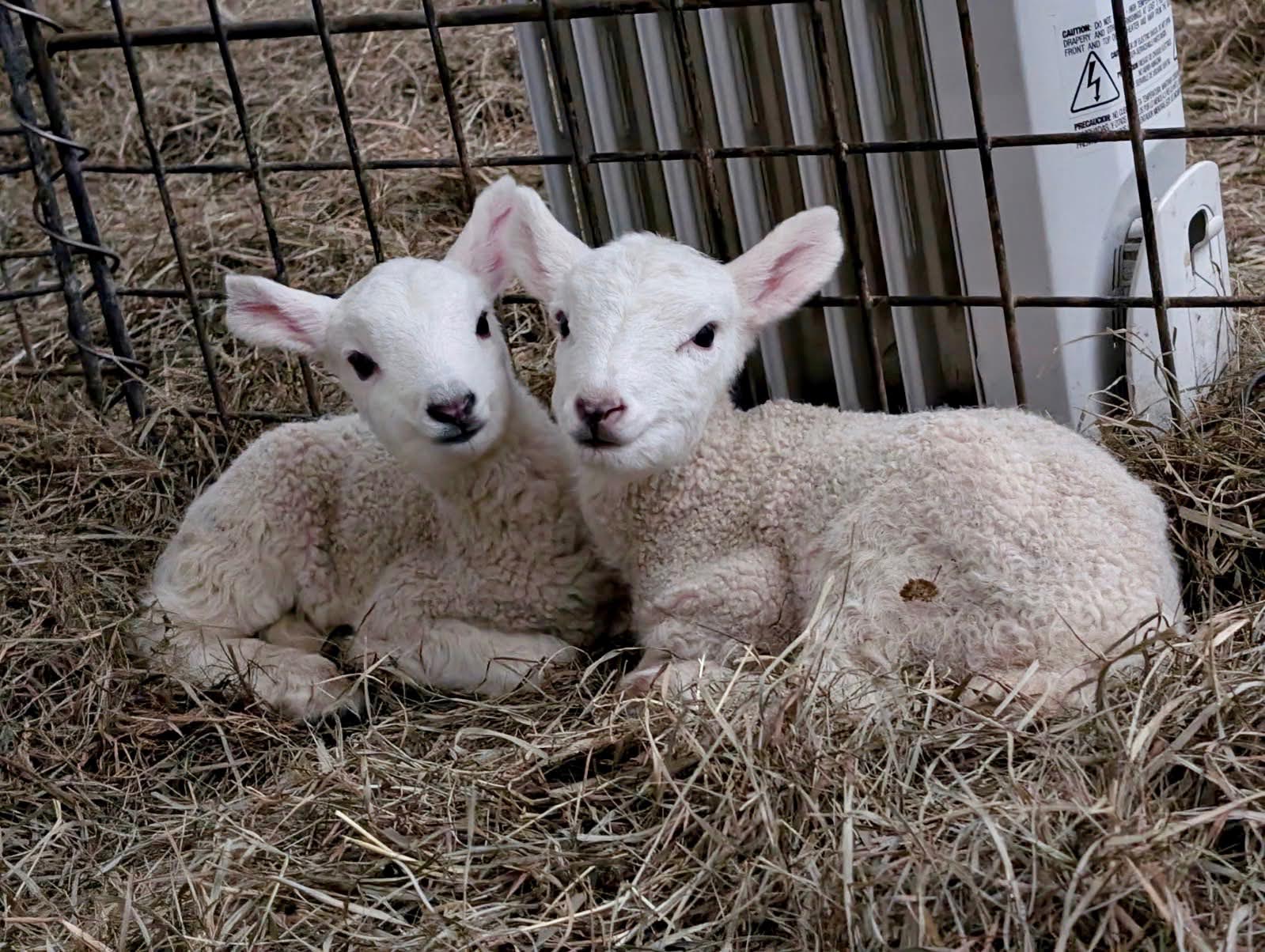 two cute lambs snuggling together in the hay at Make Do farm