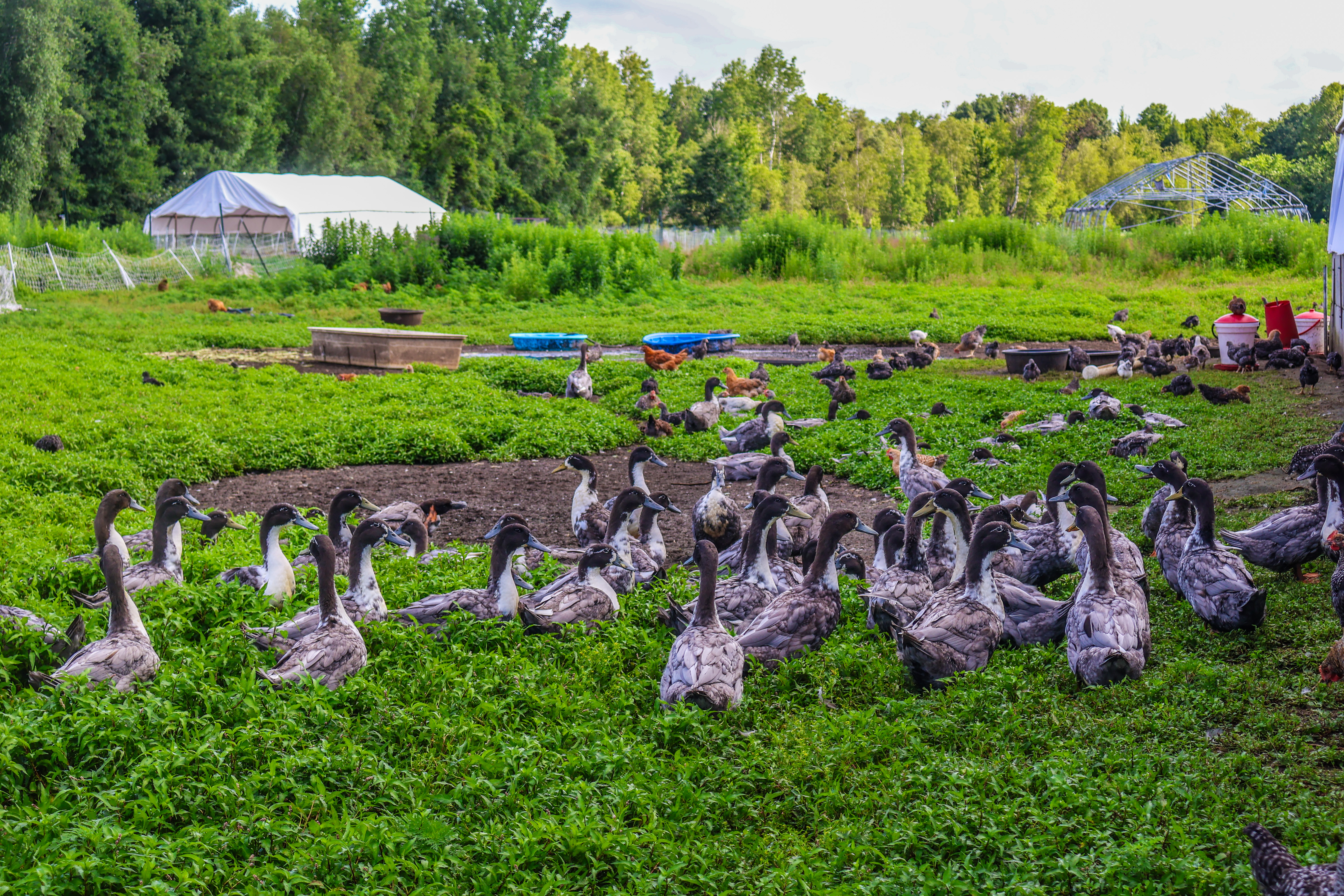 A flock of ducks are seen enjoying their grassy paddock adjacent to a flock of hens at Mama's Farm in Williston