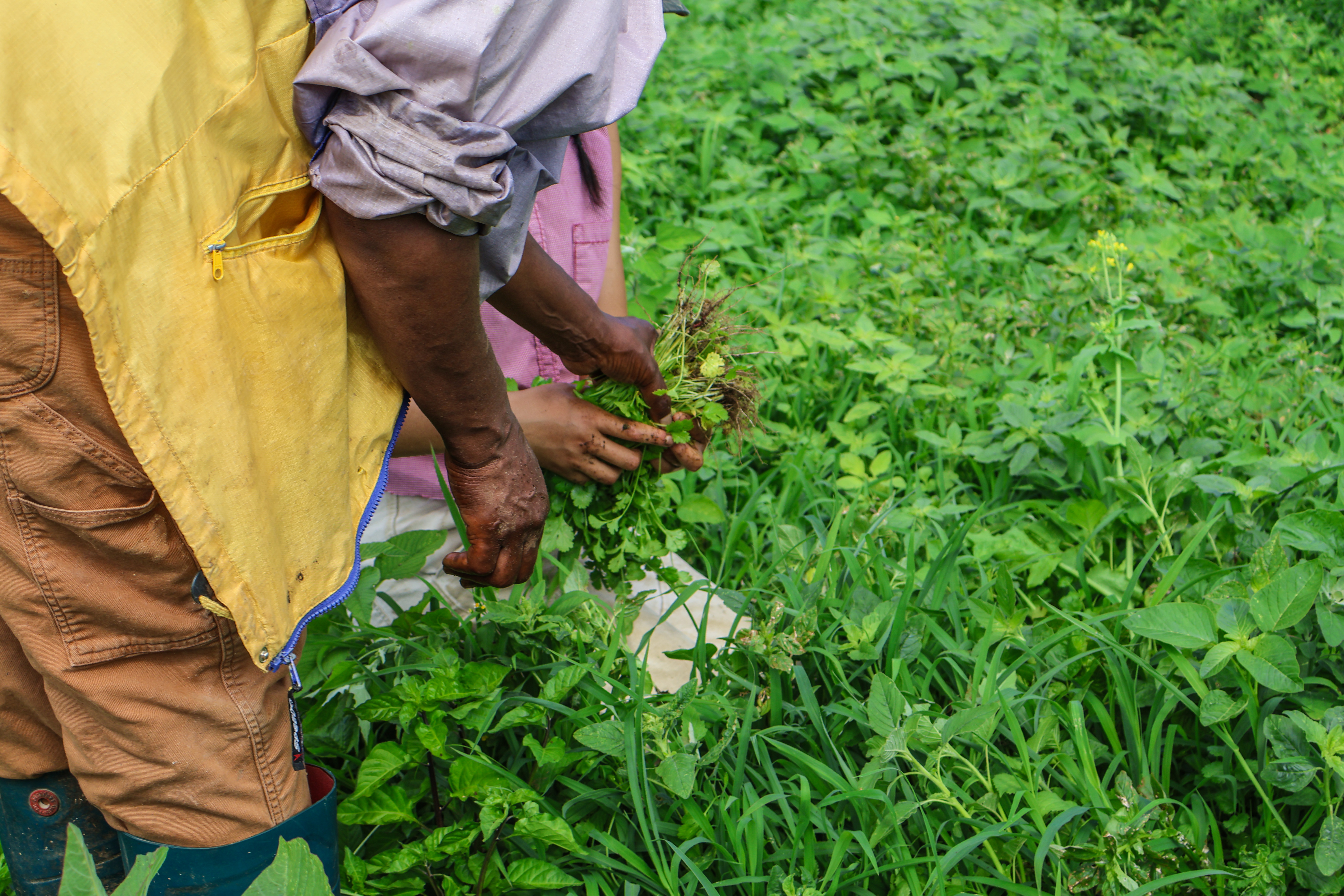 A farmer passes a bundle of freshly harvested cilantro to another farmer at Mama's Farm in Williston, a farm that participates in the Farm Share program