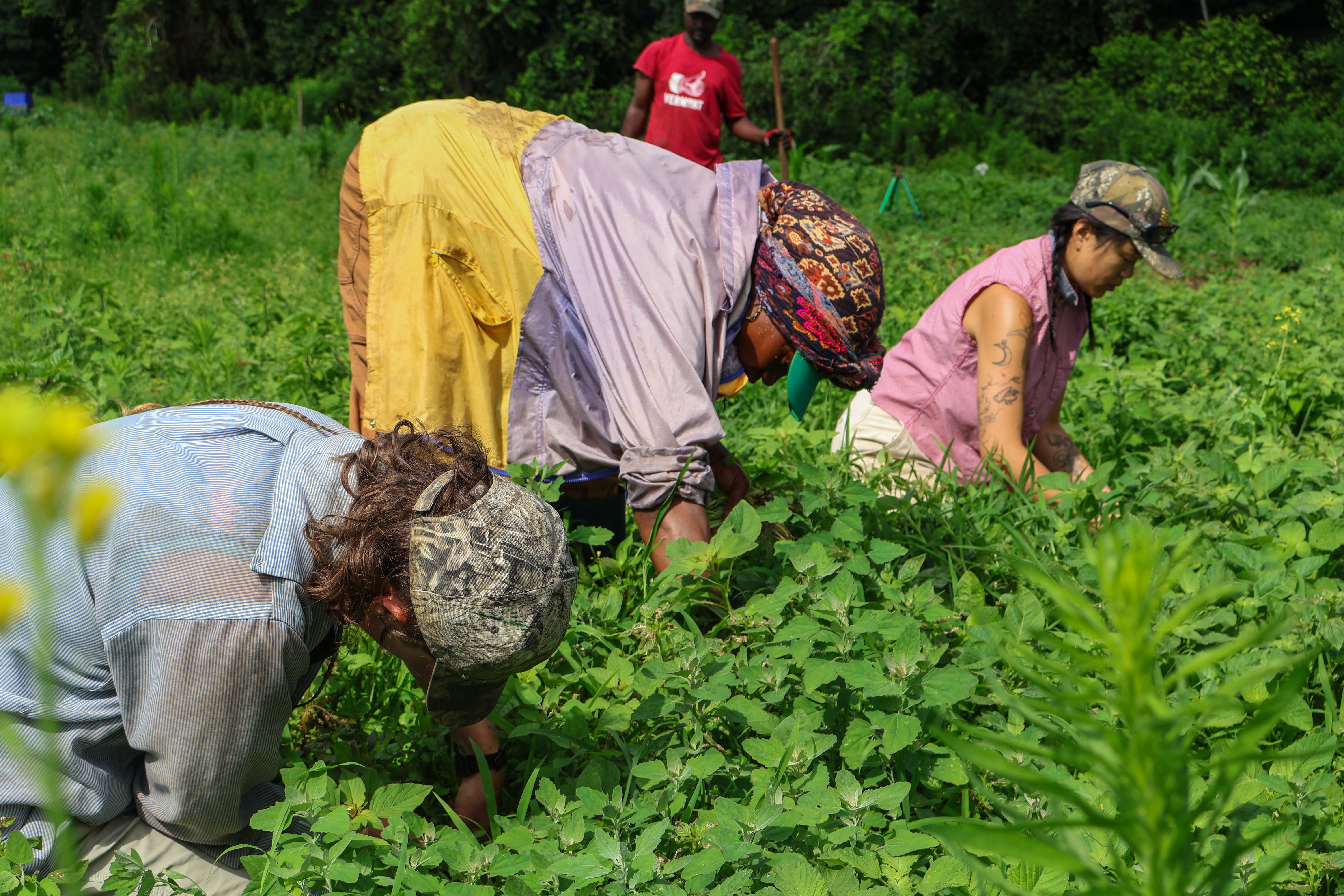 Hyacinthe Ayingeneye of Mama's Farm (center) is seen weeding cilantro with two farmworkers from The People's Farmstand