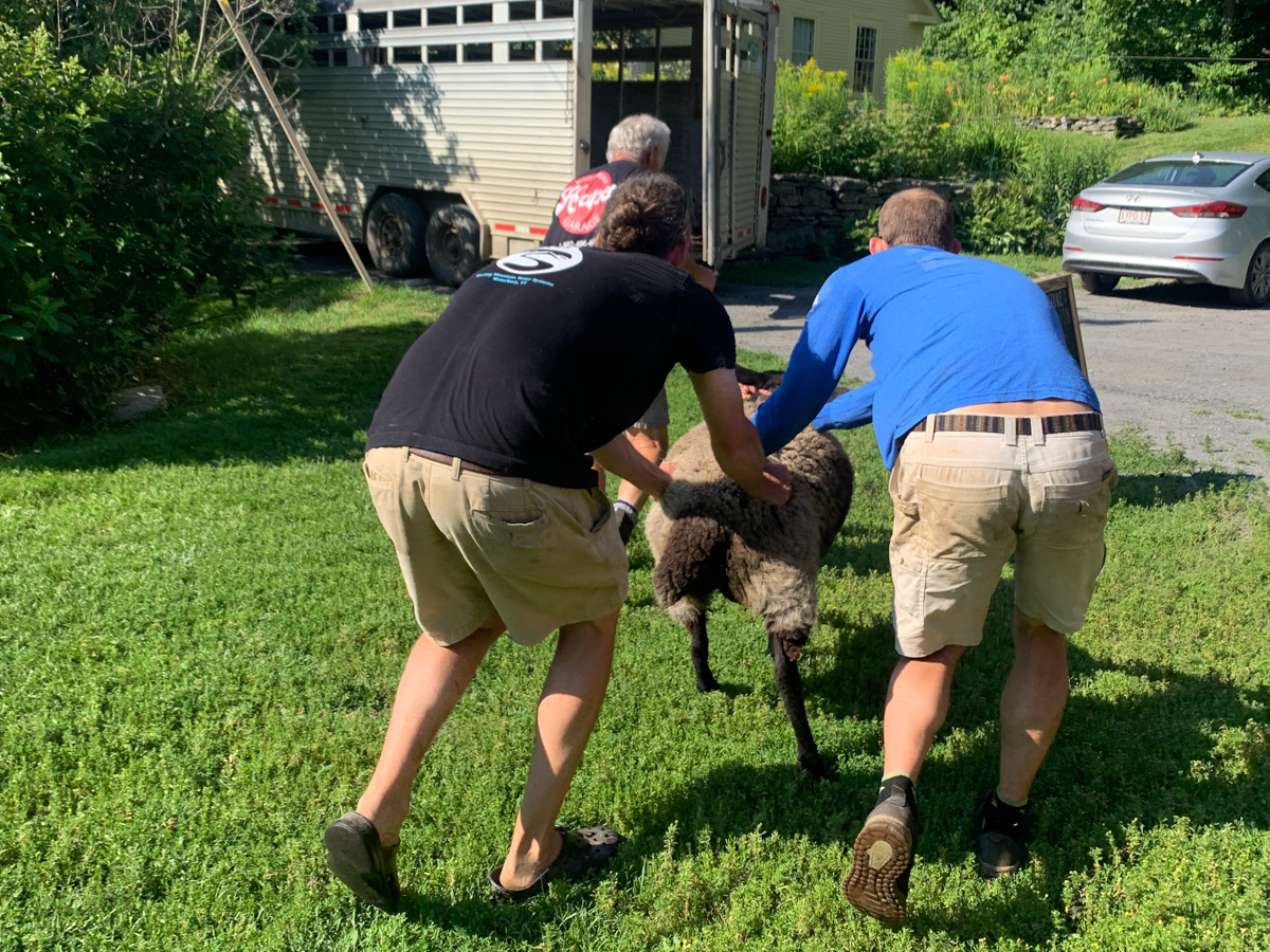 Herding a sheep to the butchery