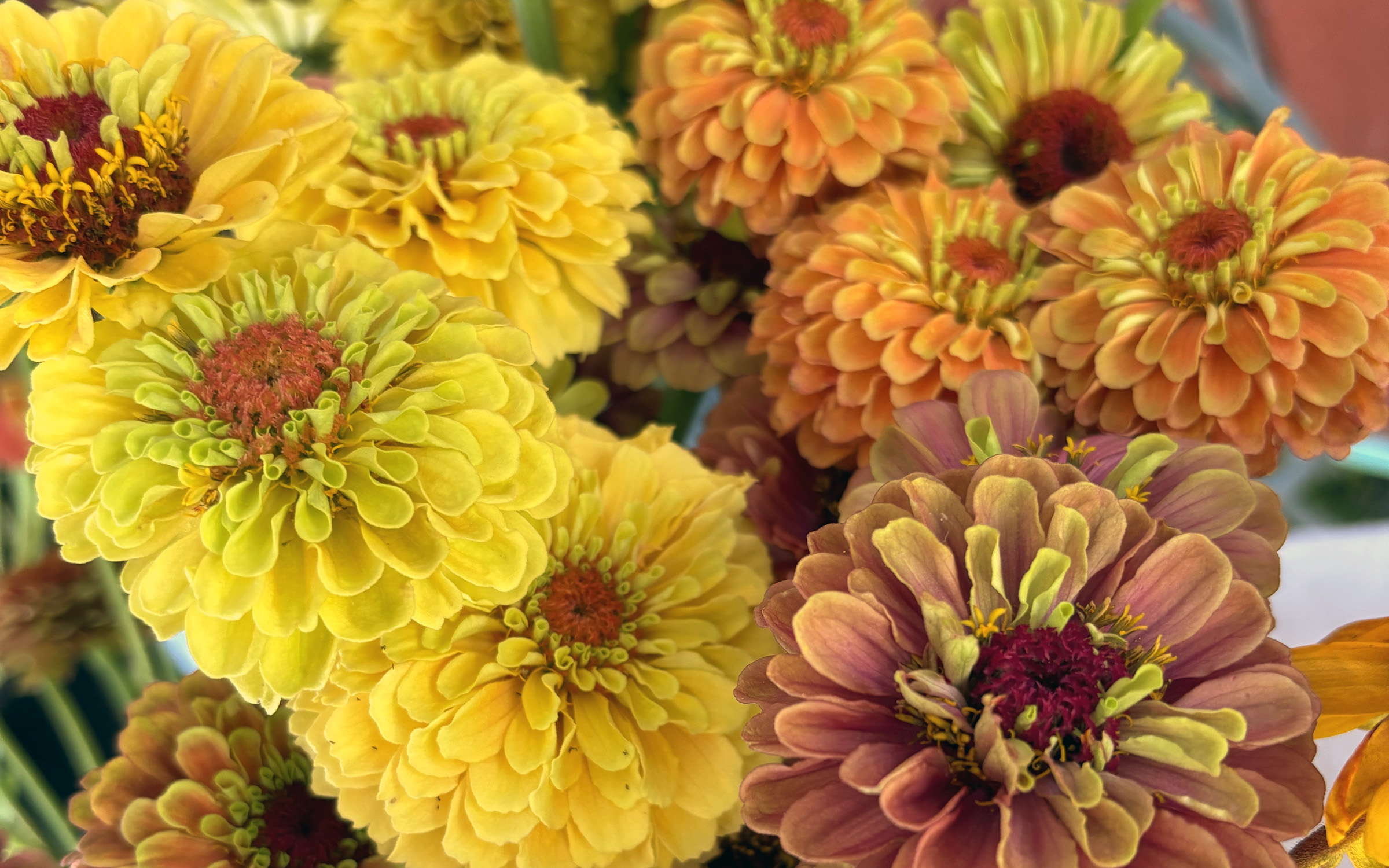 colorful bouquets of flowers photographed during a workshop at By Hand Farm
