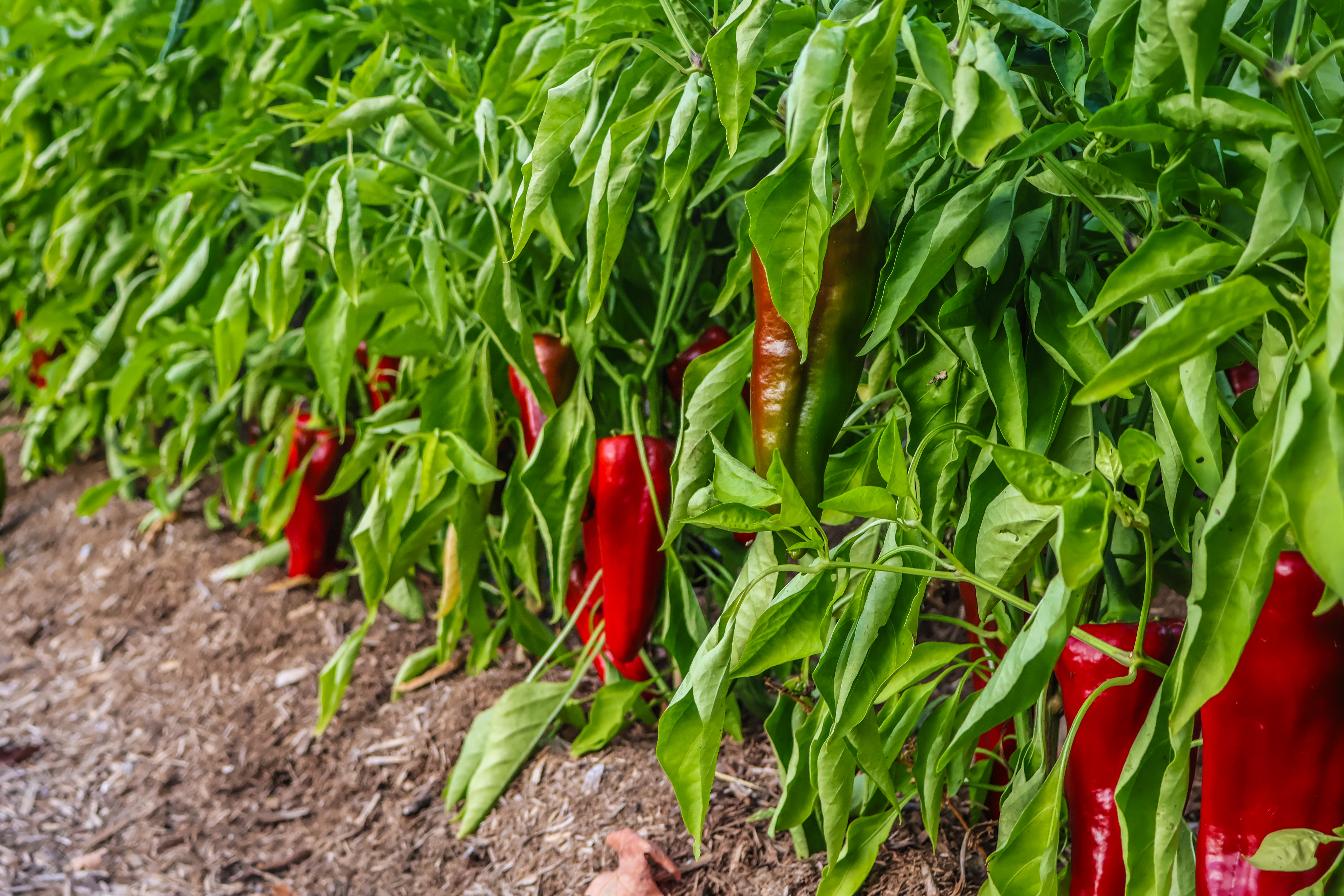 Vibrant red peppers in the field at Evening Song Farm