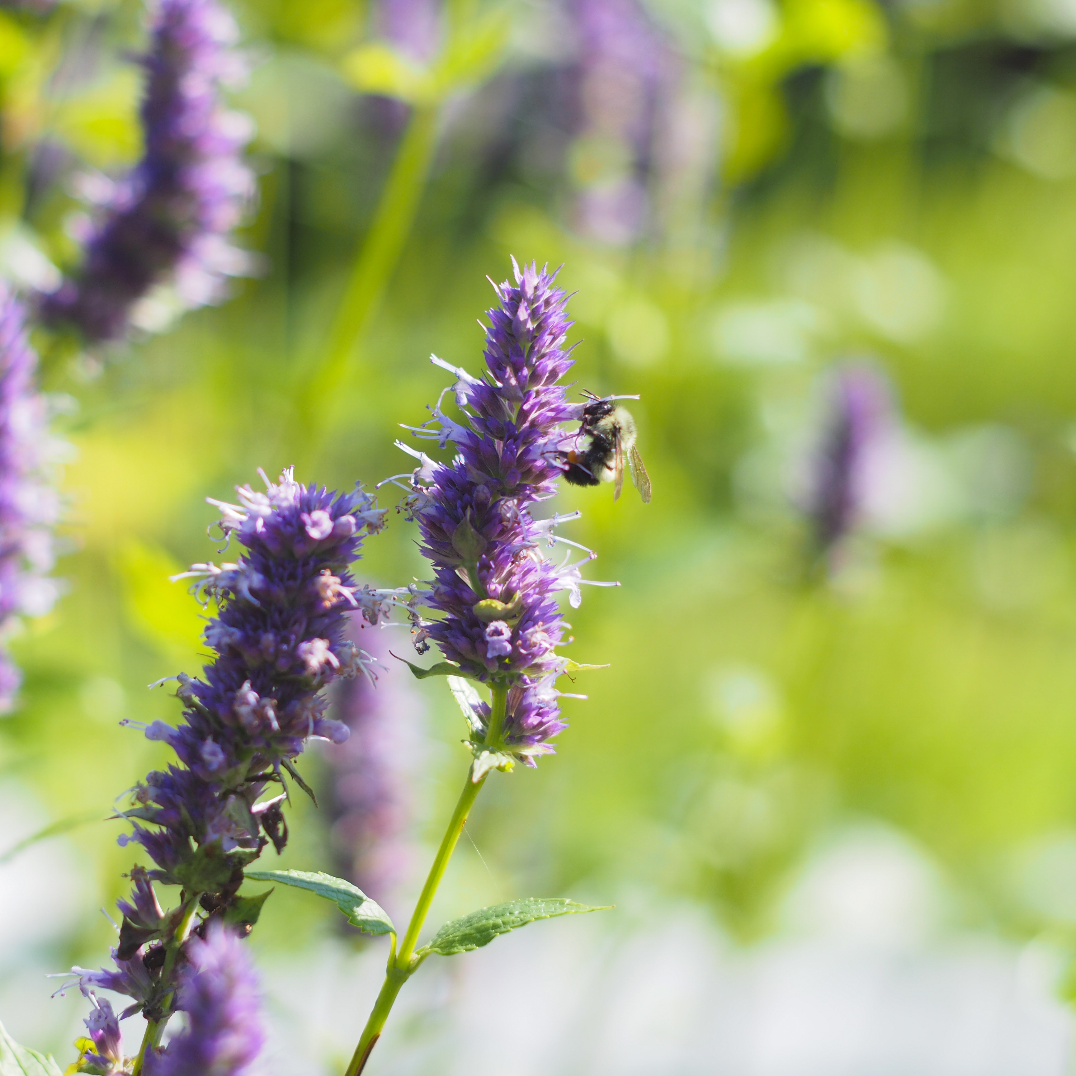 Bee on Tulsi Basil Flower