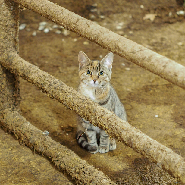 Copper the barn kitty at Choiniere Family Farm in Highgate, Vermont