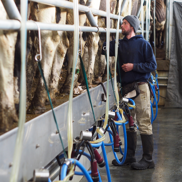 Mat Choiniere working in the milking parlor on Choiniere Family Farm