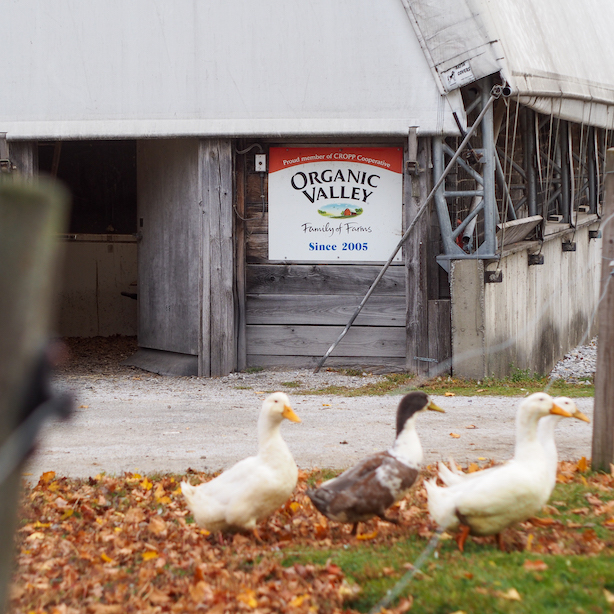 An Organic Valley sign on a barn at Choiniere Family Farm