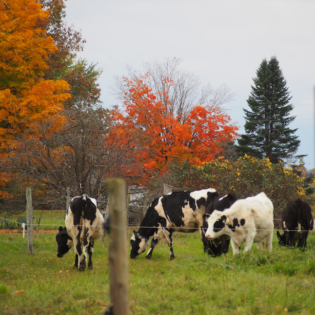 Holstein Cows on Choiniere Family Farm in Highgate, Vermont