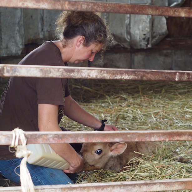 Melanie Harrison feeding a newborn calf