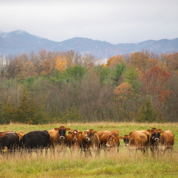 Cows grazing in the pasture at Harrison's Homegrown