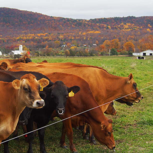 Cows at Harrison's Homegrown