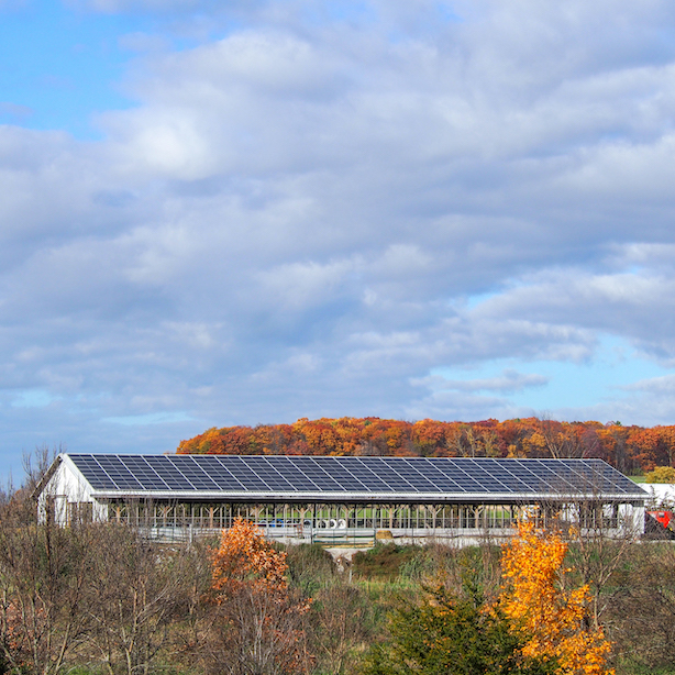Solar panels on the roof of the Heifer barn at Harrion's Homegrown