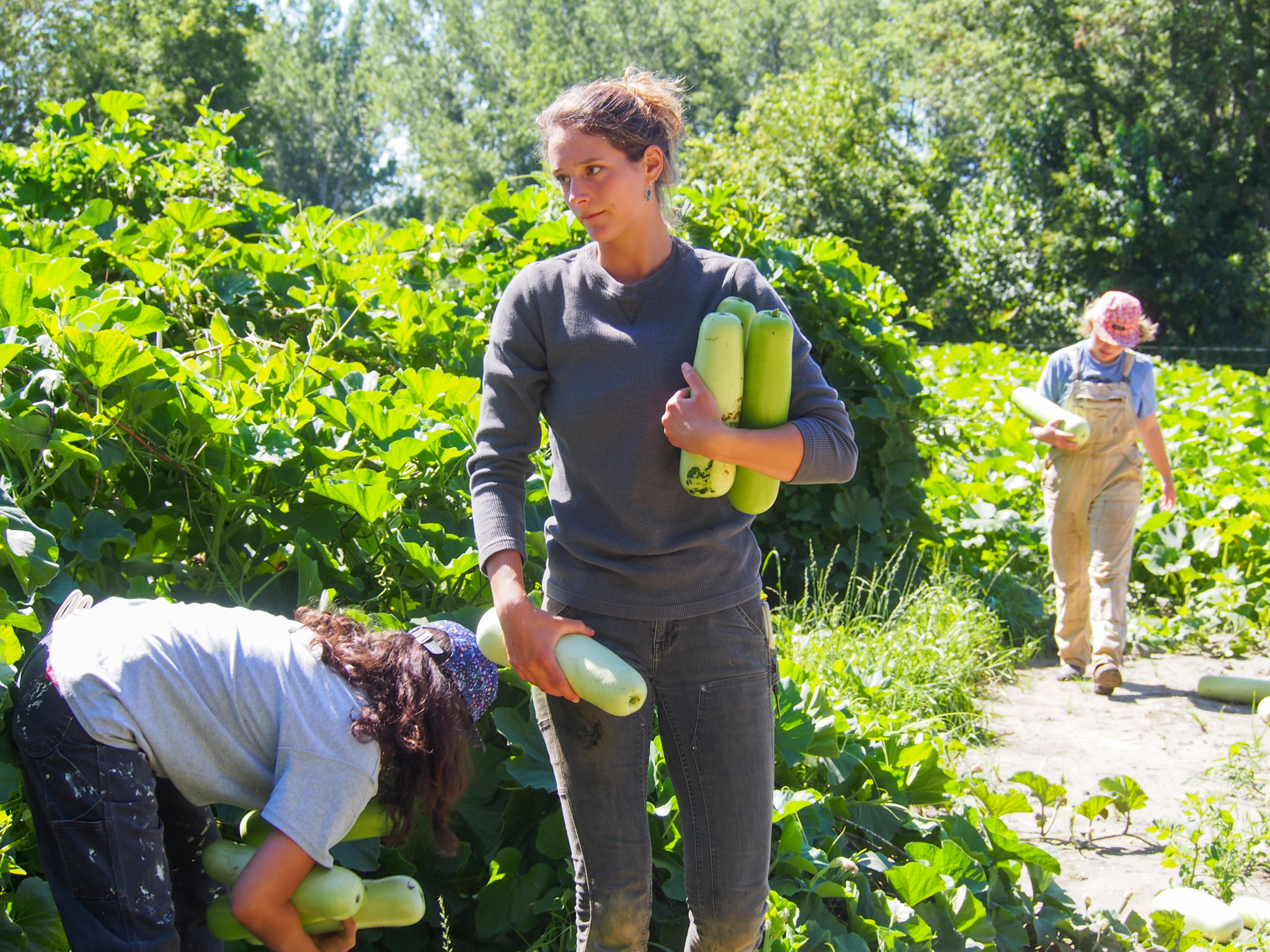 Naomi Peduzzi and volunteers harvest lageneria, grown at Diggers’ Mirth Collective Farm in Burlington, VT for Somali and Nepali families.