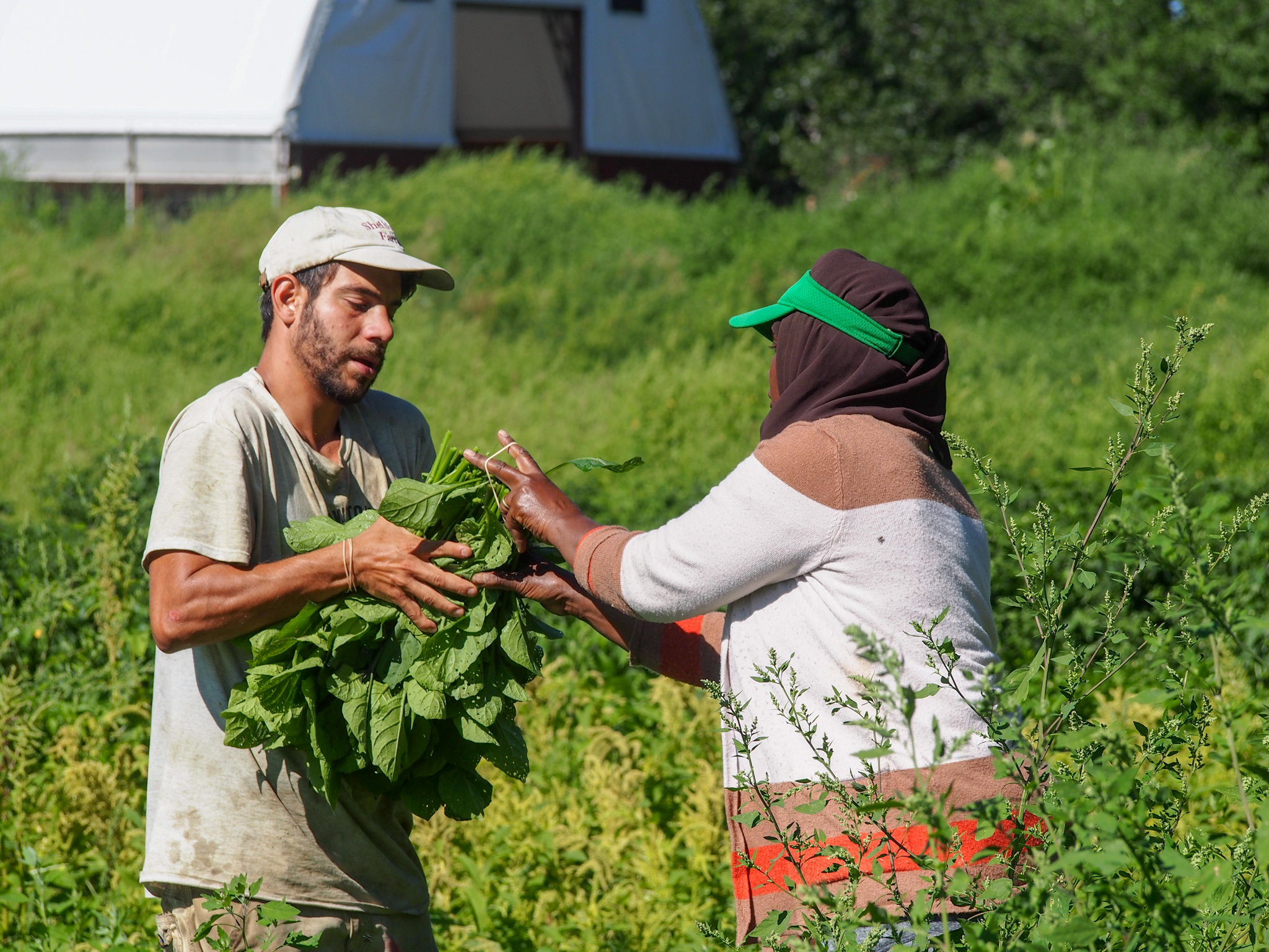 Nour El-Naboulsi and Hyacinthe Mahoro bunch up mulukhiyah at Pine Island Community Farm in Colchester, VT.