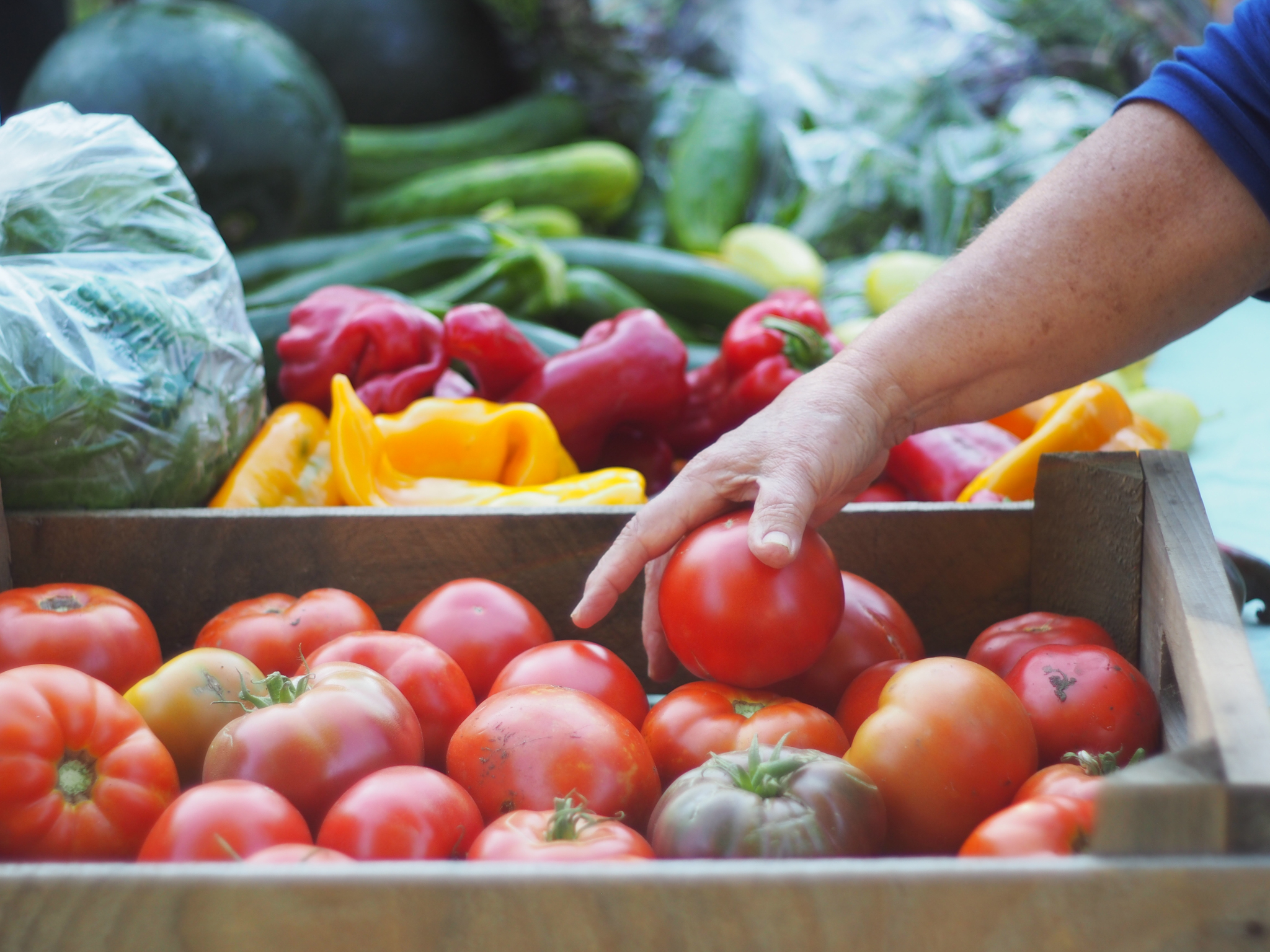 A visitor to The People’s Farmstand in Pomeroy Park farm selects a tomato.