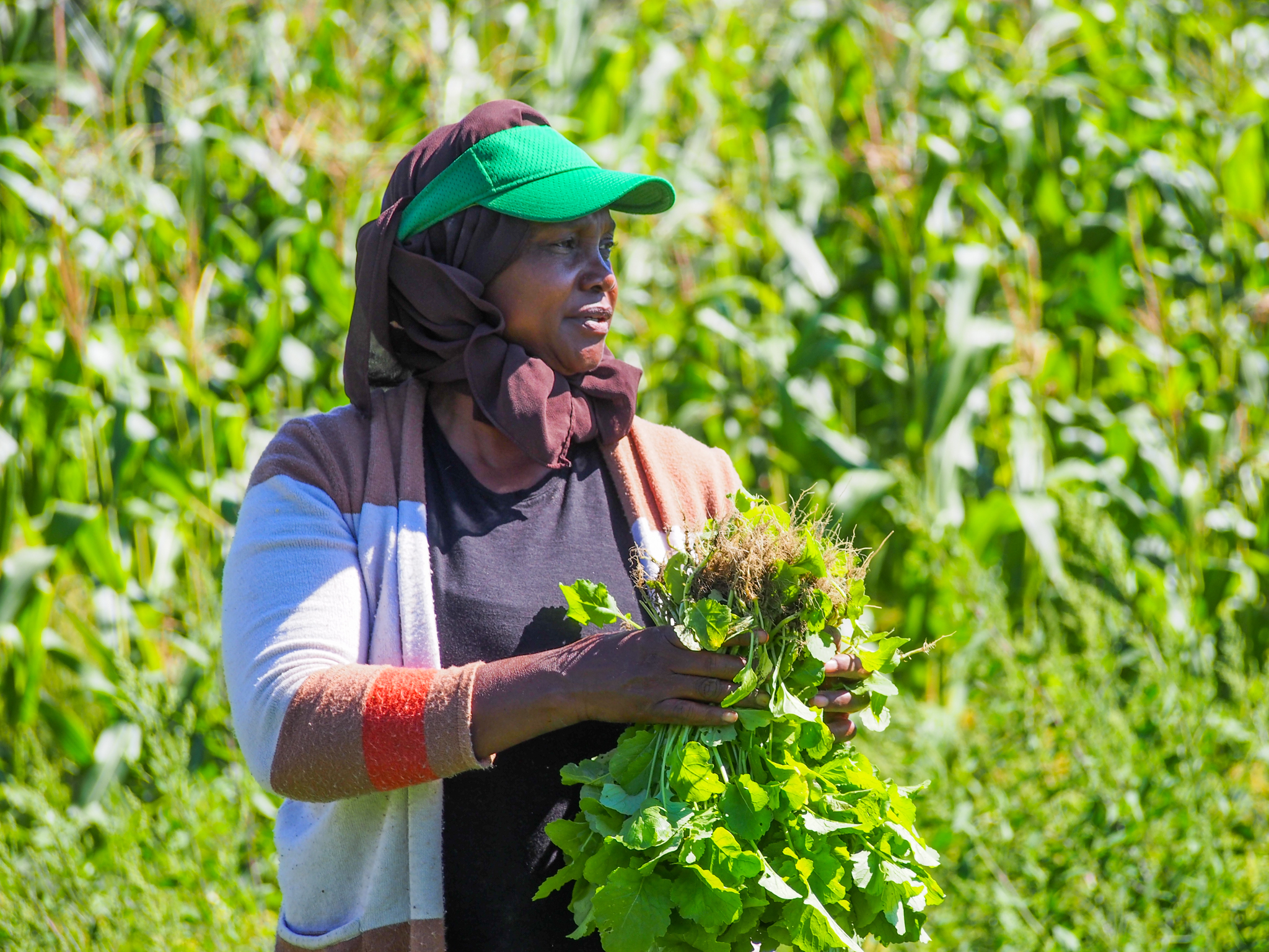 Hyacinthe Mahoro, farmer at Pine Island Community Farm, harvests mulukhiyah alongside volunteers from The People’s Farmstand.